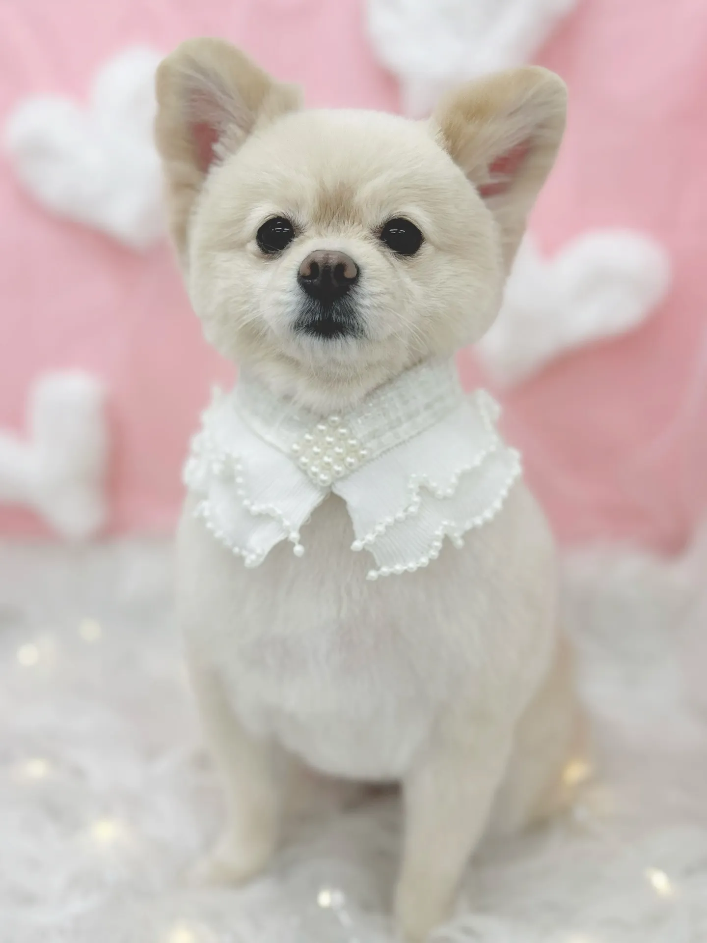 ୨୧ ∴トリミングサロン∴ ୨୧