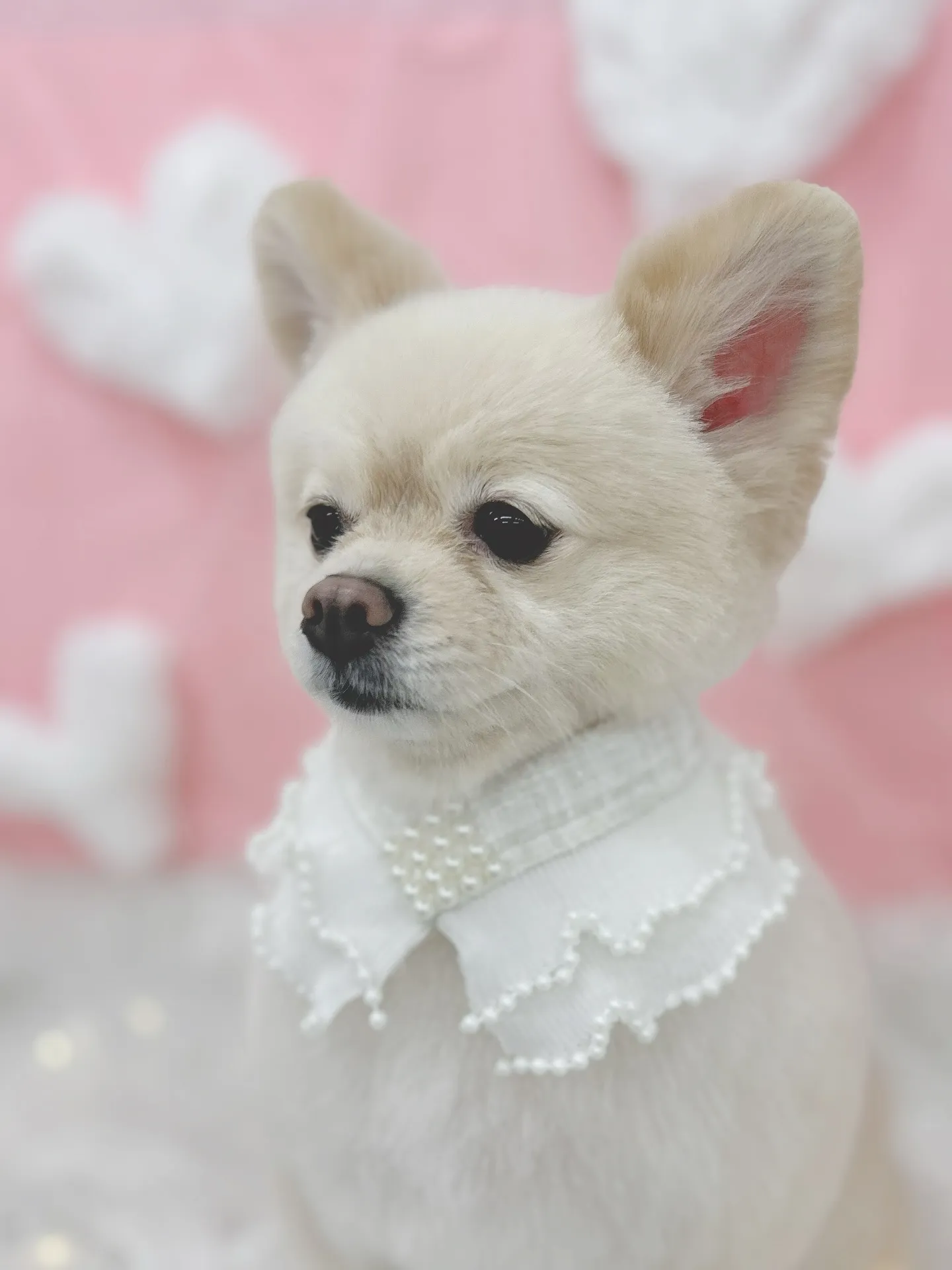 ୨୧ ∴トリミングサロン∴ ୨୧