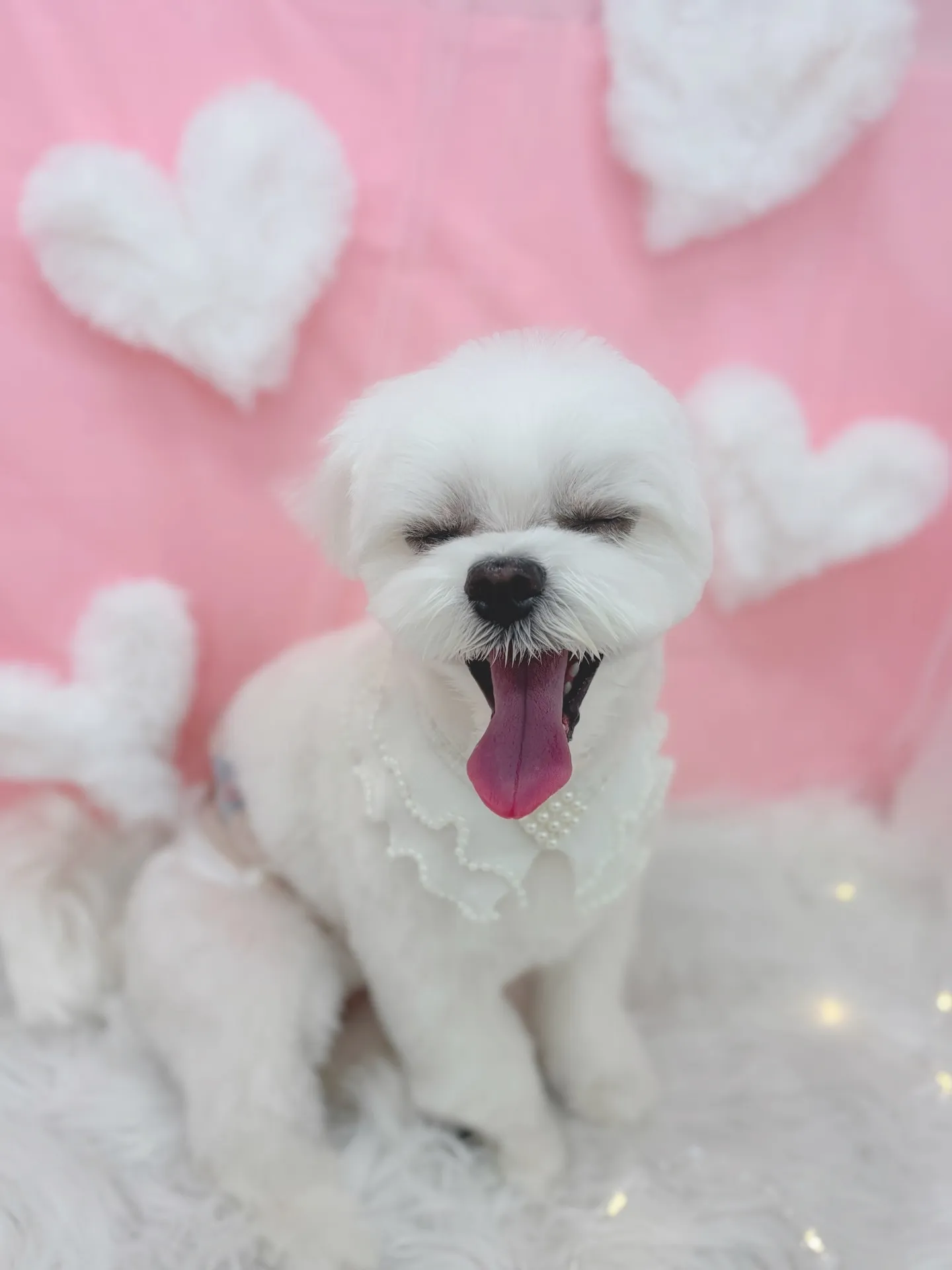 ୨୧ ∴トリミングサロン∴ ୨୧