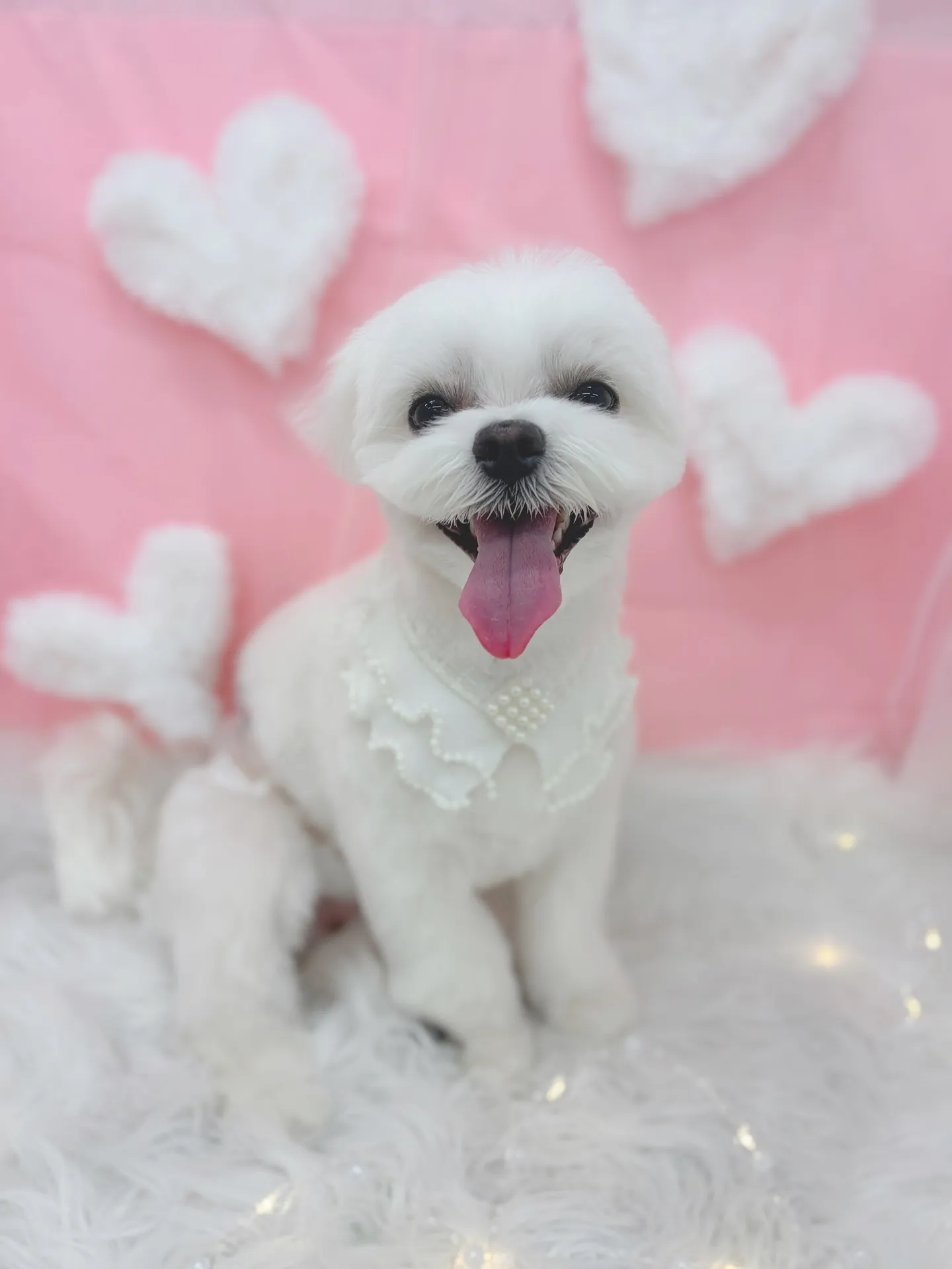 ୨୧ ∴トリミングサロン∴ ୨୧