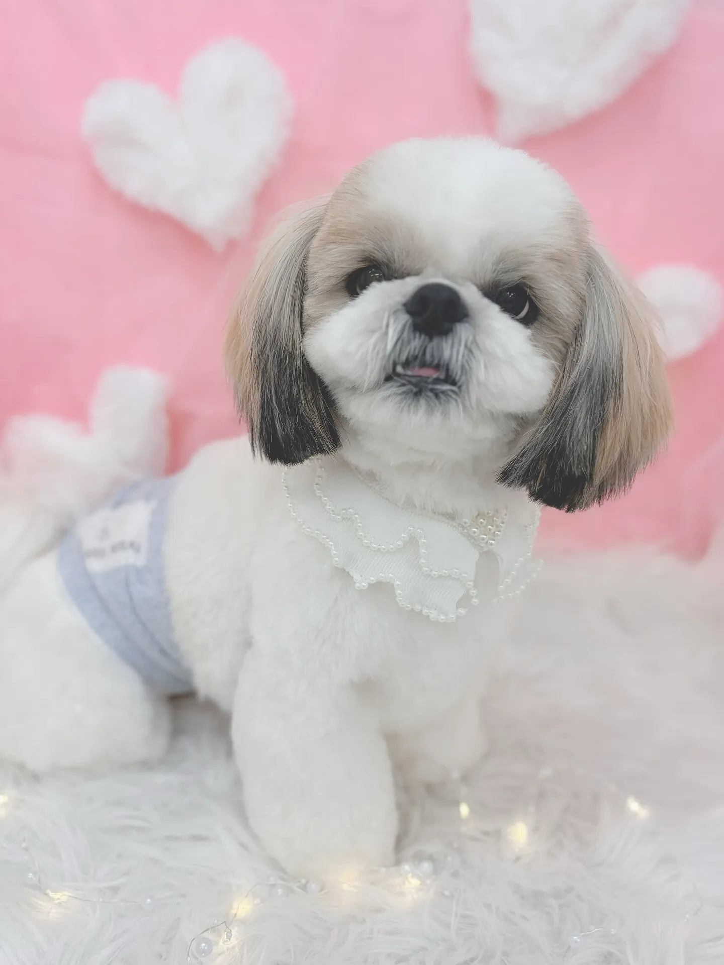 ୨୧ ∴トリミングサロン∴ ୨୧