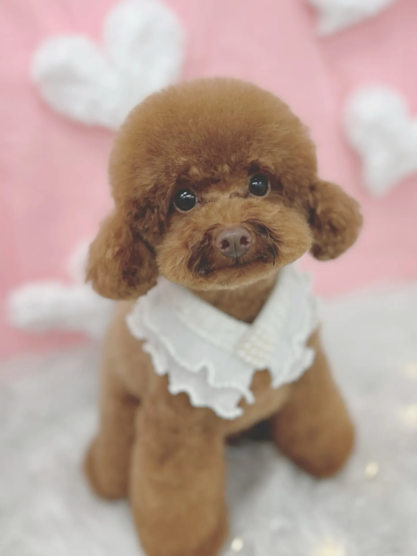 ୨୧ ∴トリミングサロン∴ ୨୧