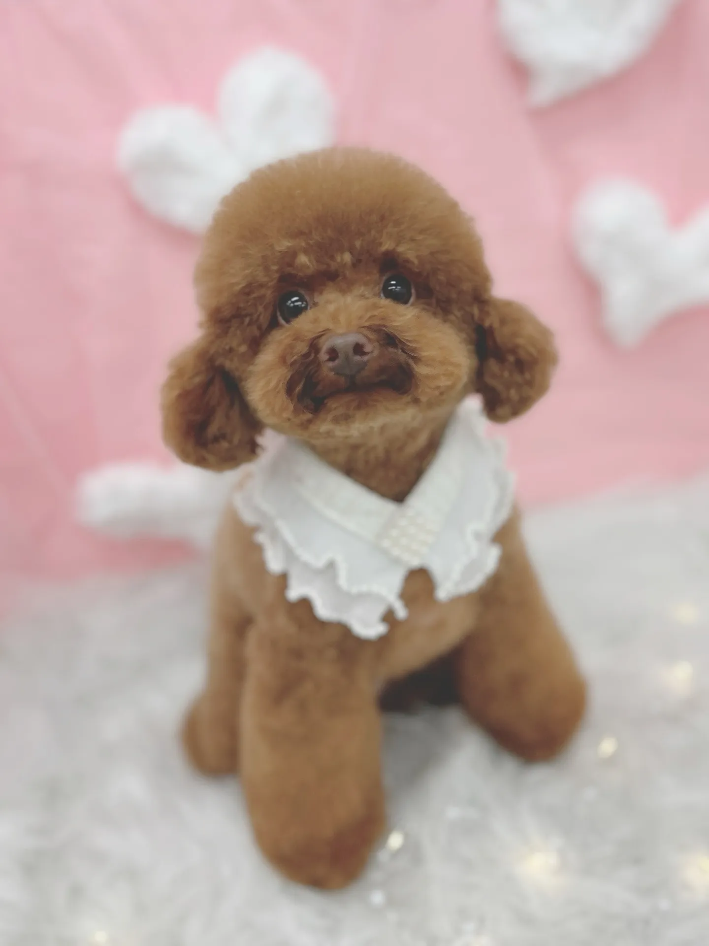 ୨୧ ∴トリミングサロン∴ ୨୧