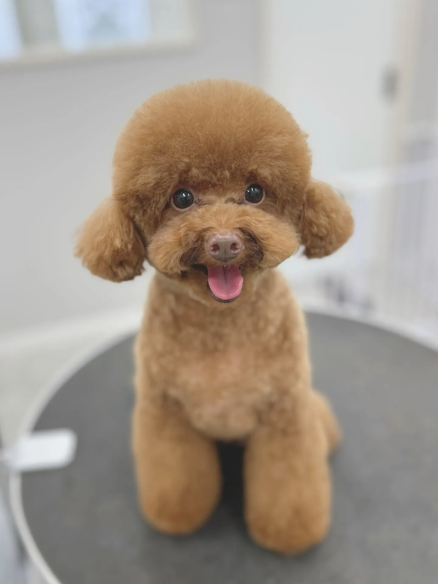 ୨୧ ∴トリミングサロン∴ ୨୧