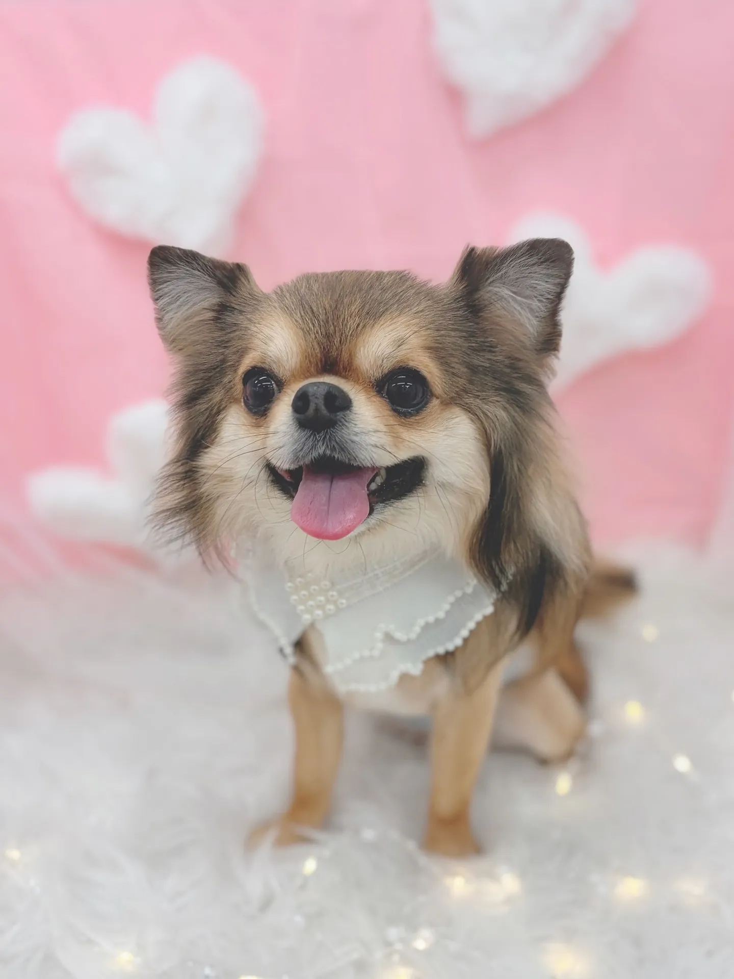 ୨୧ ∴トリミングサロン∴ ୨୧