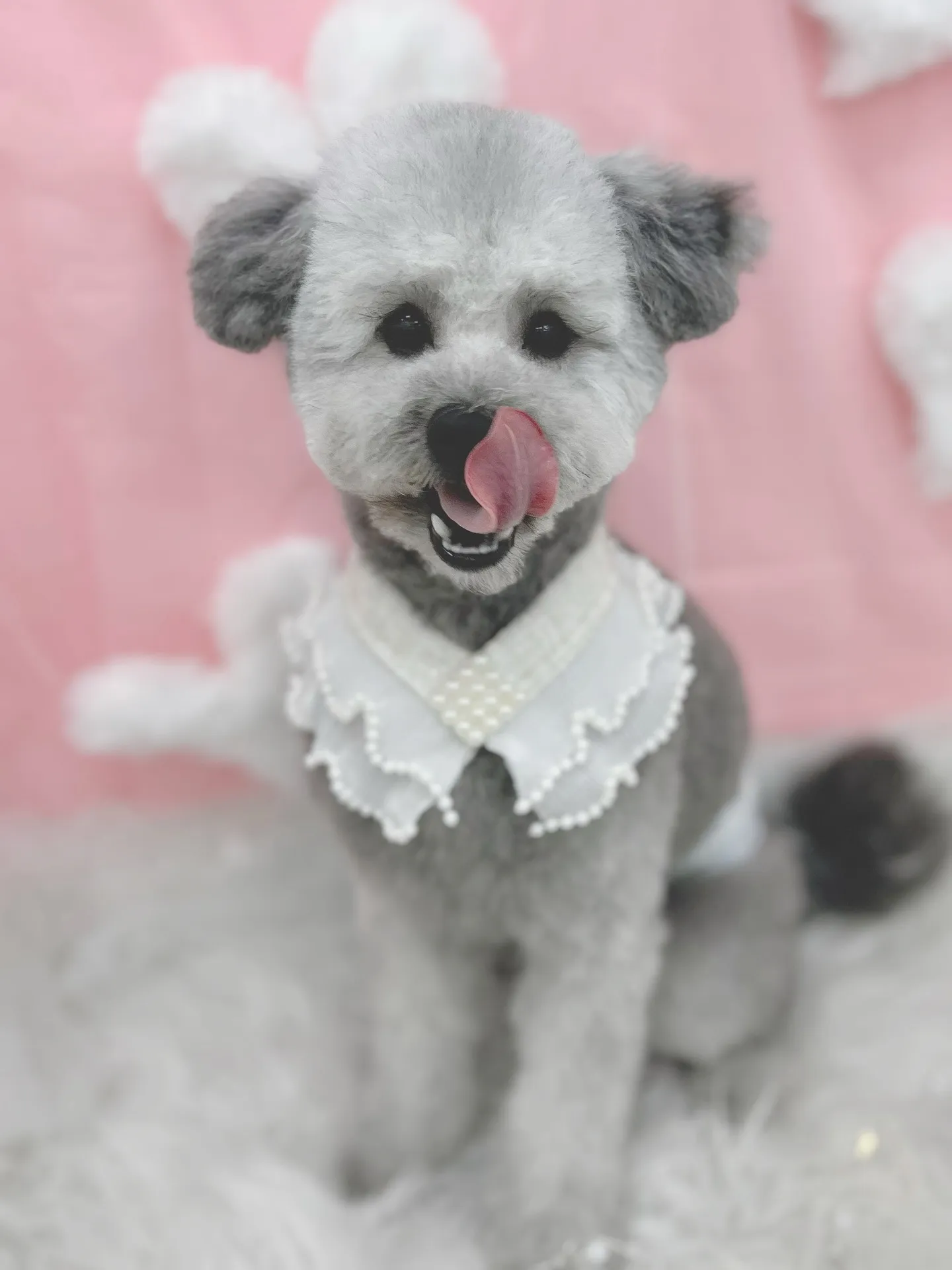 ୨୧ ∴トリミングサロン∴ ୨୧