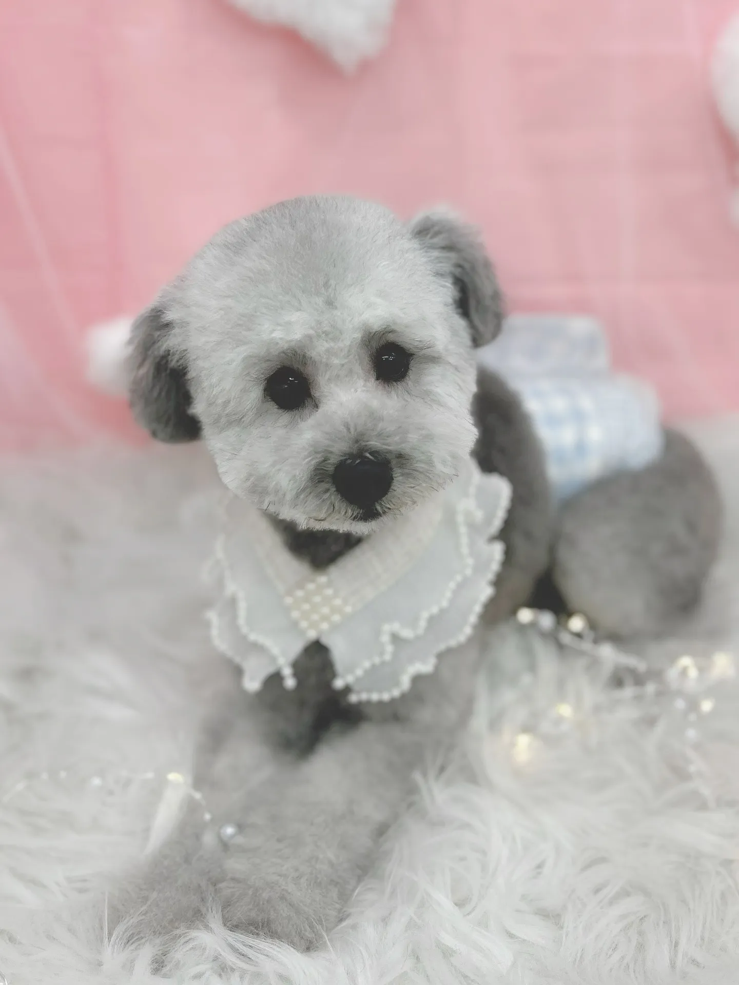 ୨୧ ∴トリミングサロン∴ ୨୧