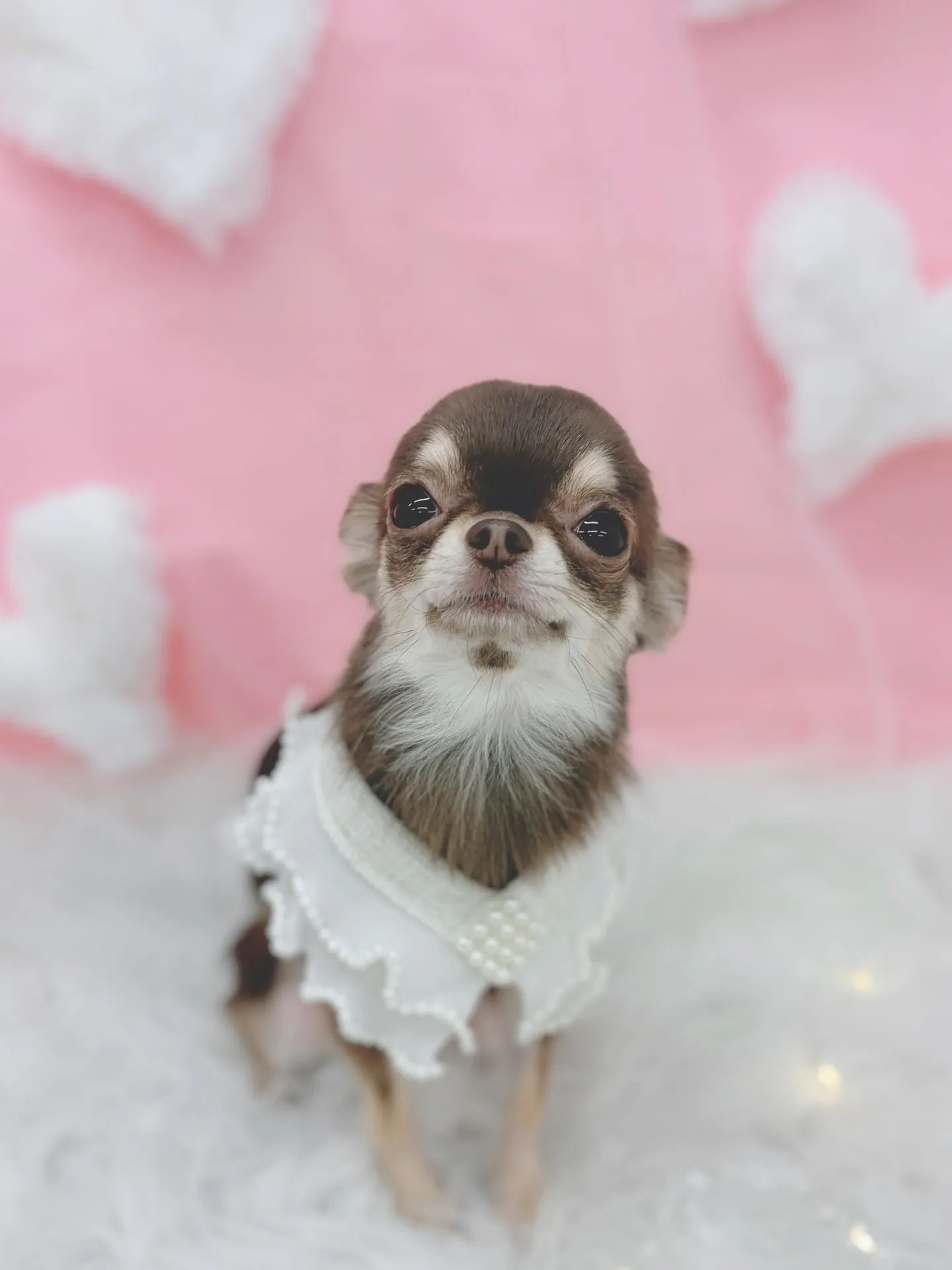 ୨୧ ∴トリミングサロン∴ ୨୧