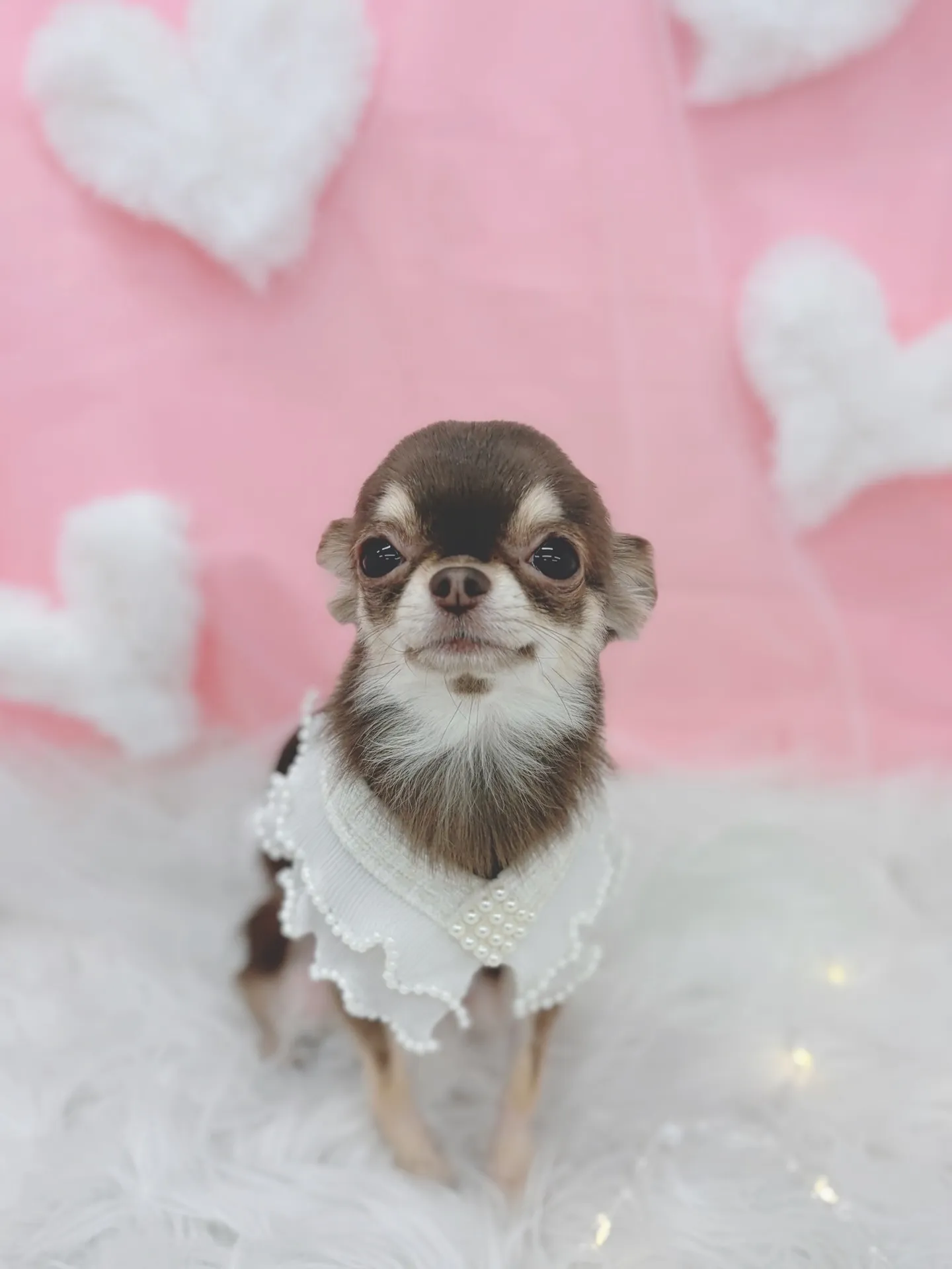 ୨୧ ∴トリミングサロン∴ ୨୧