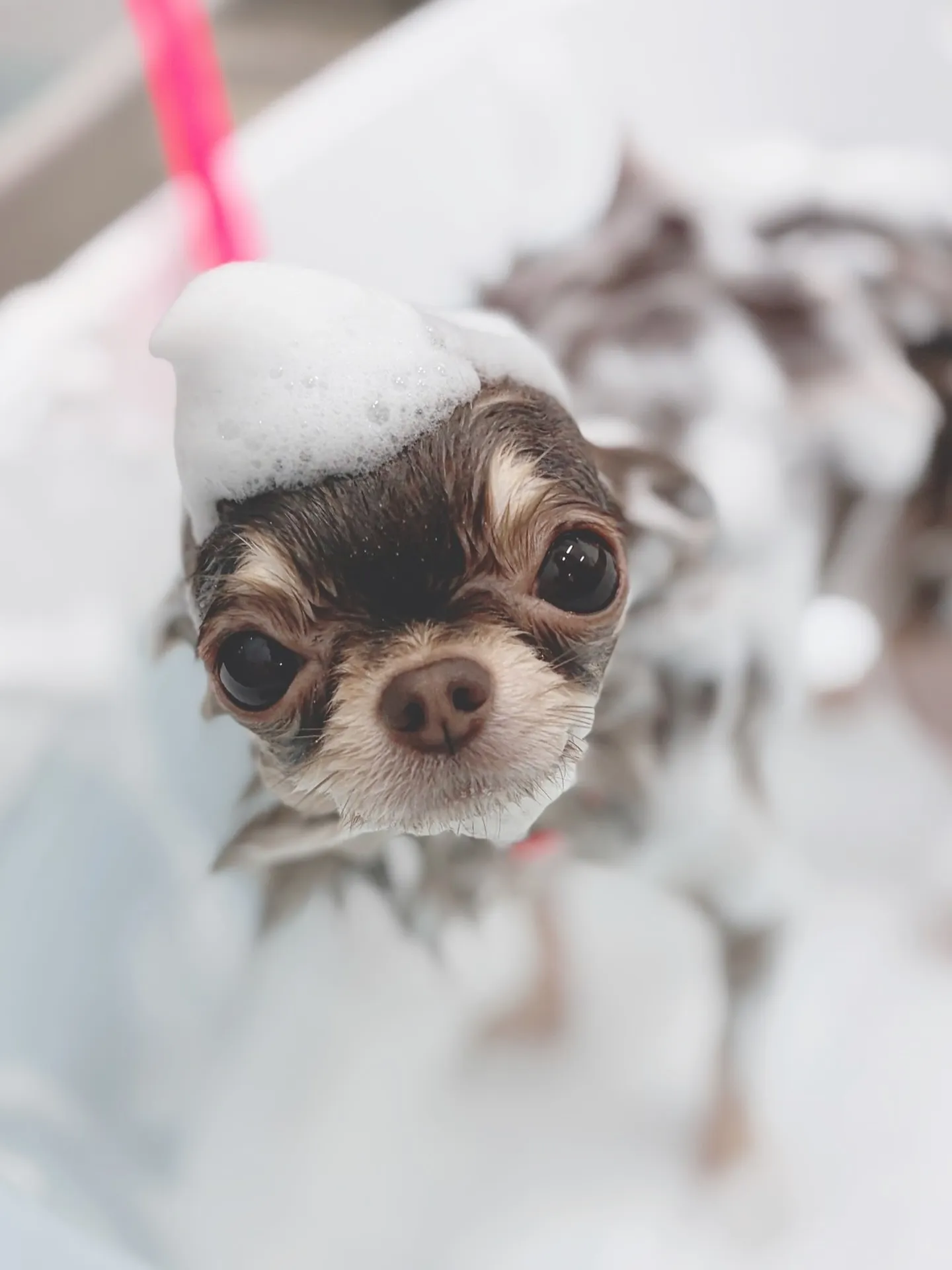 ୨୧ ∴トリミングサロン∴ ୨୧