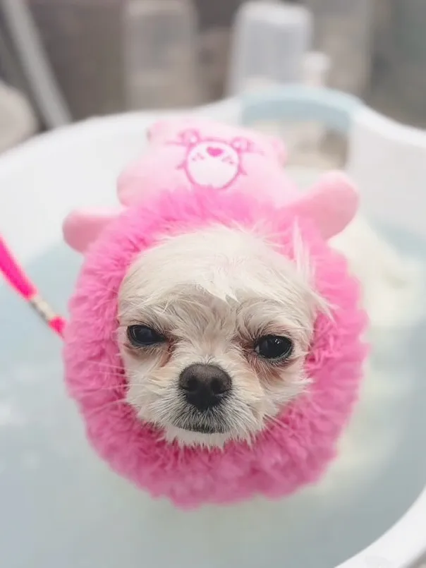 ୨୧ ∴トリミングサロン∴ ୨୧