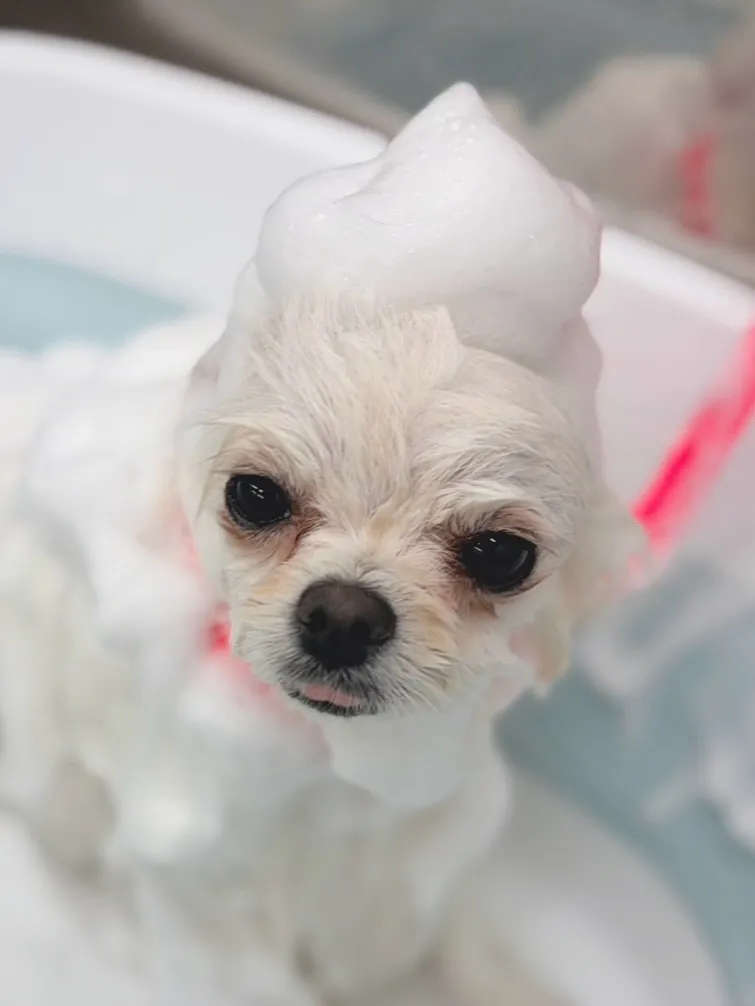 ୨୧ ∴トリミングサロン∴ ୨୧