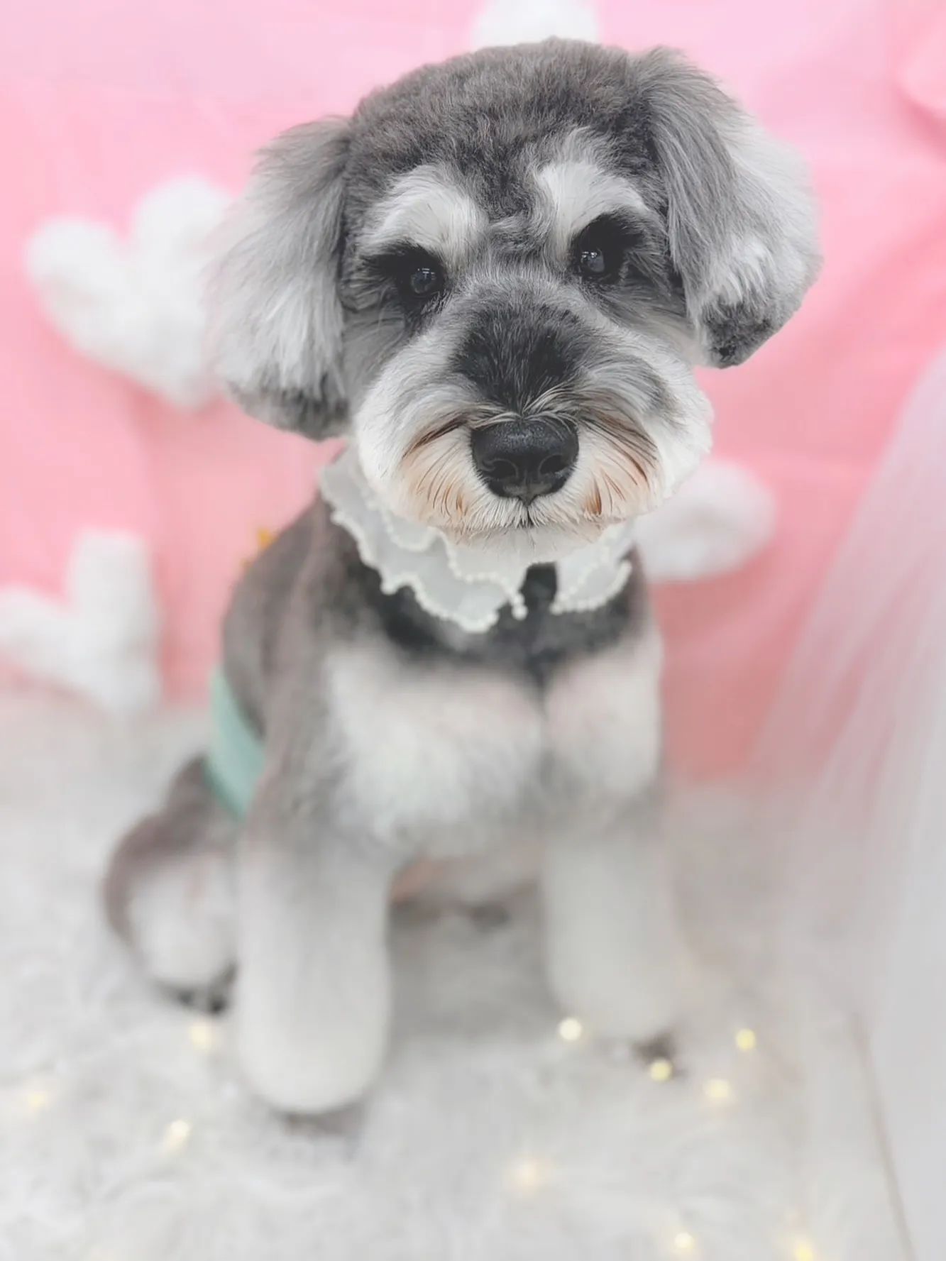 ୨୧ ∴トリミングサロン∴ ୨୧