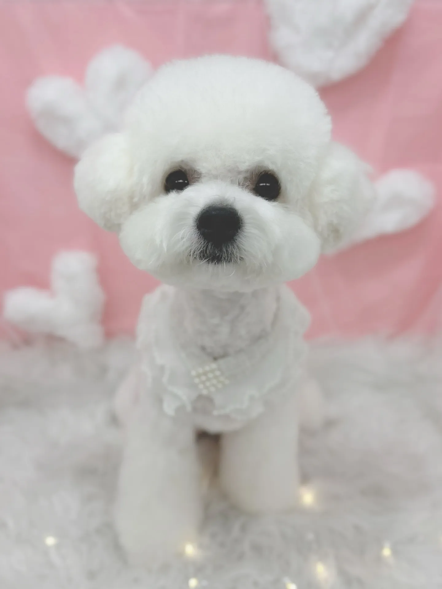 ୨୧ ∴トリミングサロン∴ ୨୧