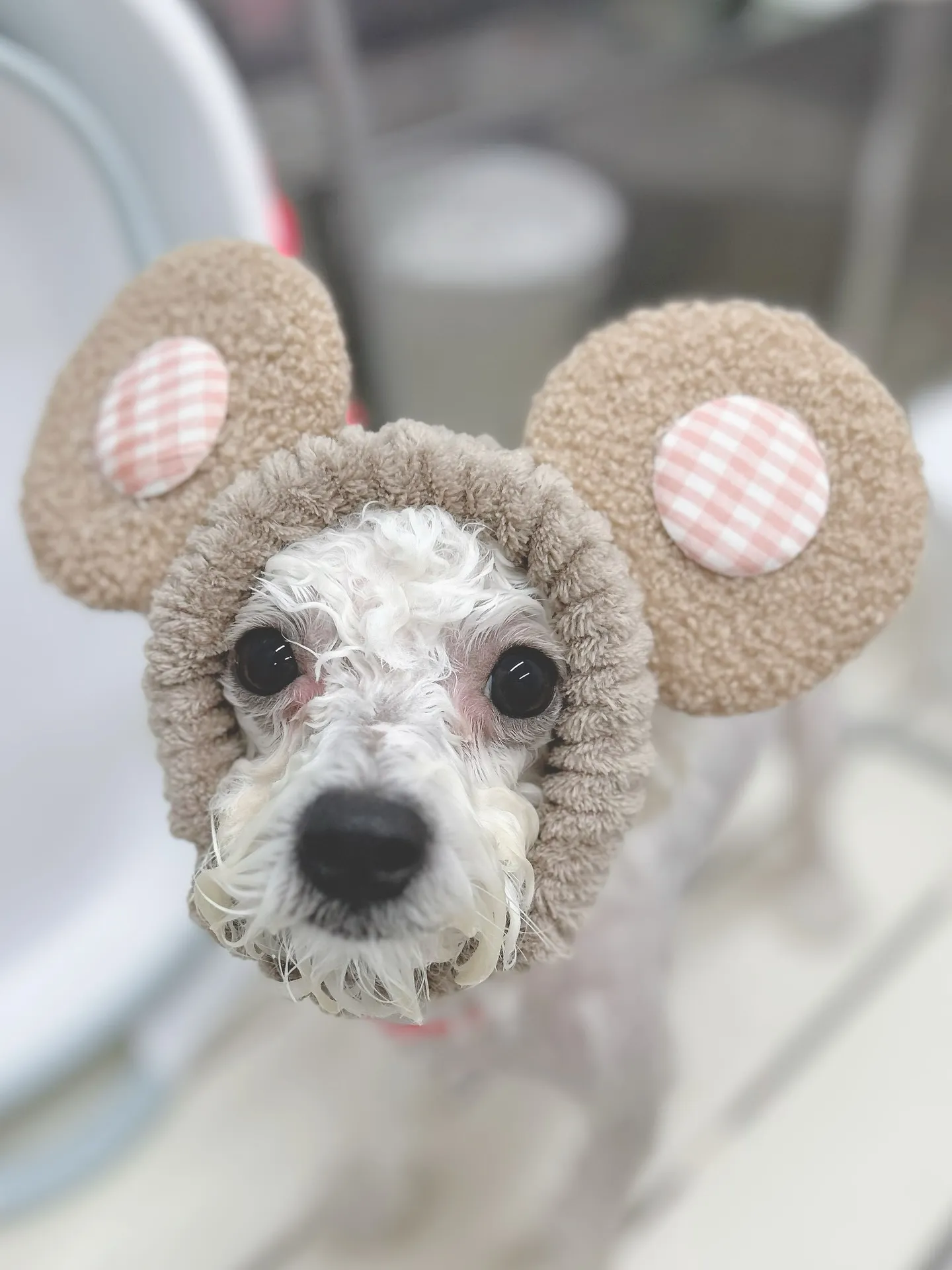 ୨୧ ∴トリミングサロン∴ ୨୧