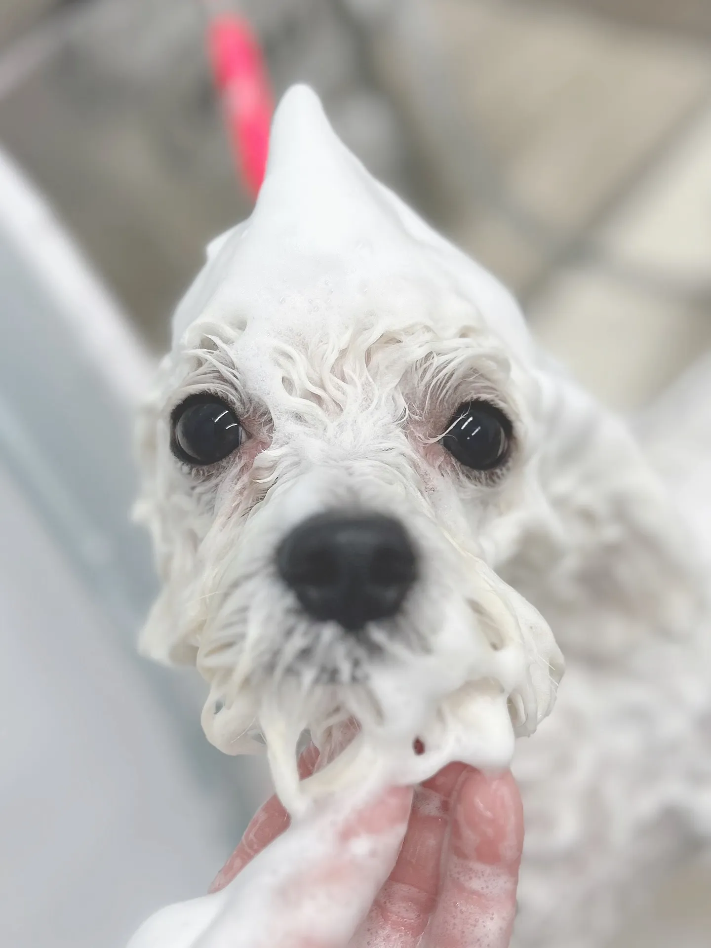 ୨୧ ∴トリミングサロン∴ ୨୧