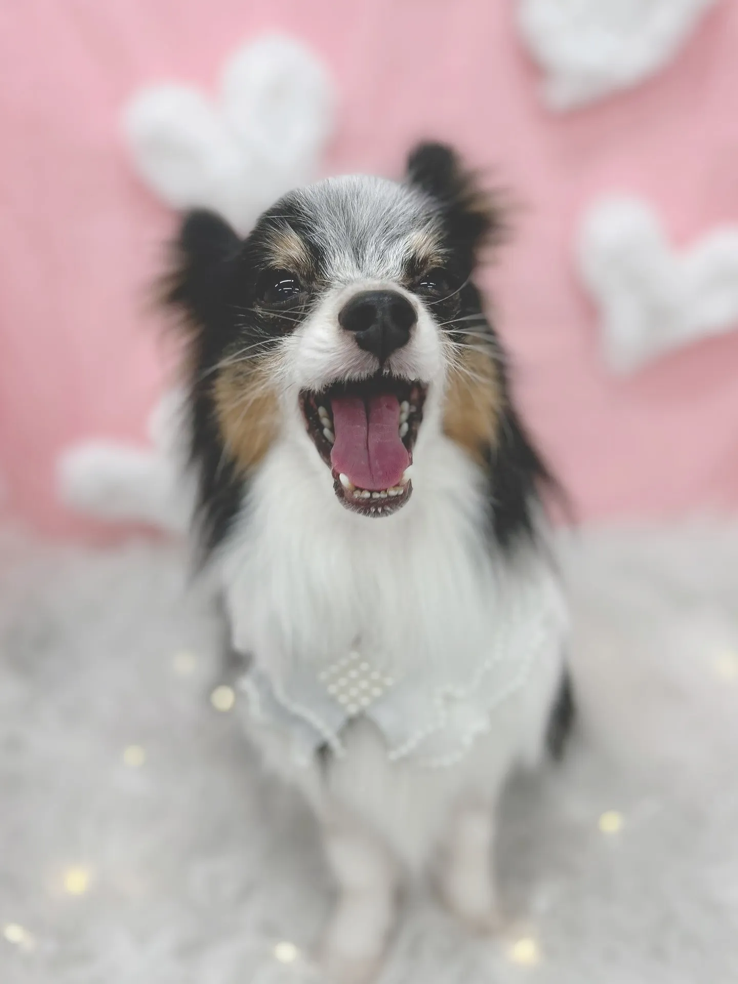 ୨୧ ∴トリミングサロン∴ ୨୧