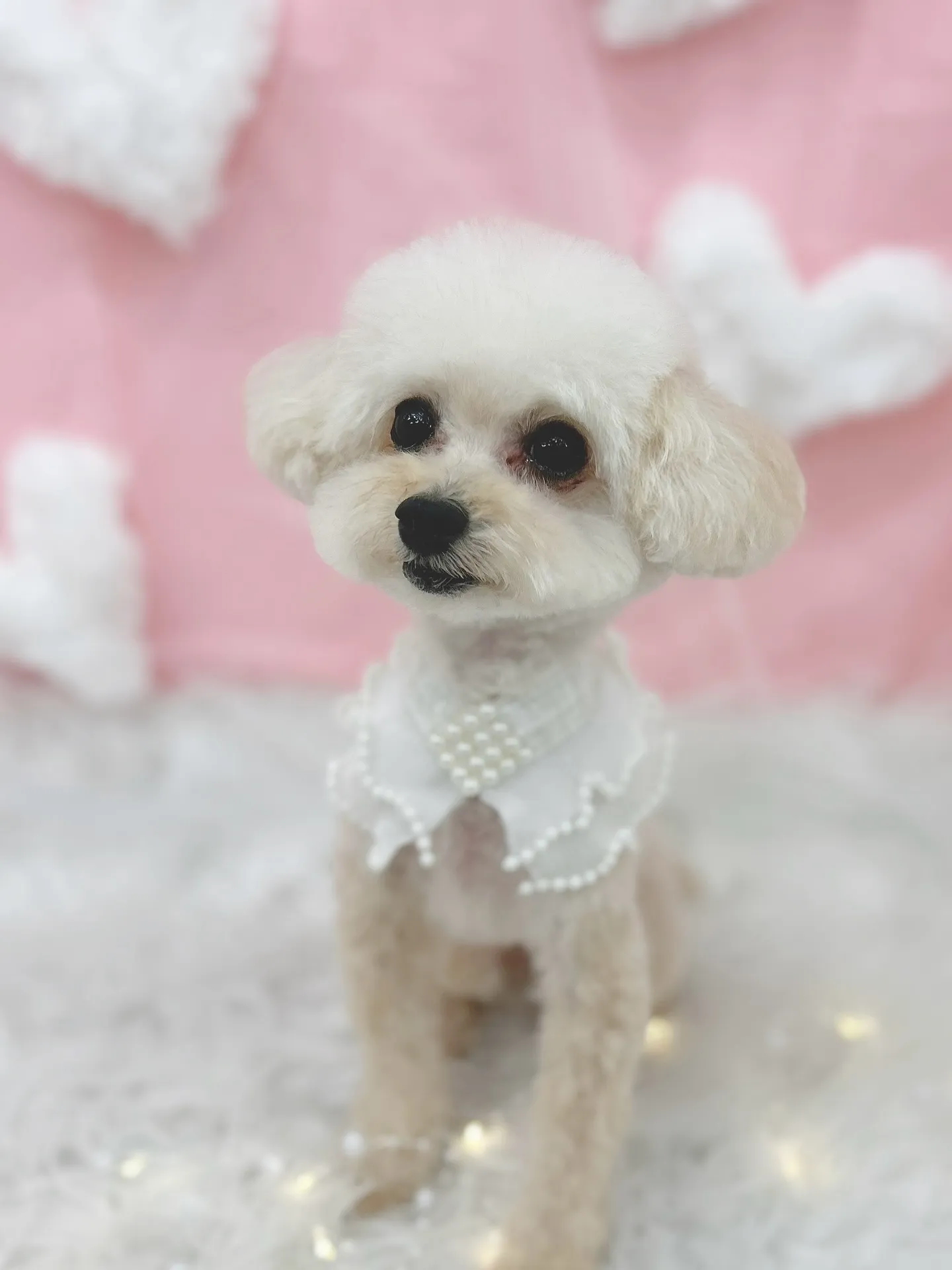 ୨୧ ∴トリミングサロン∴ ୨୧