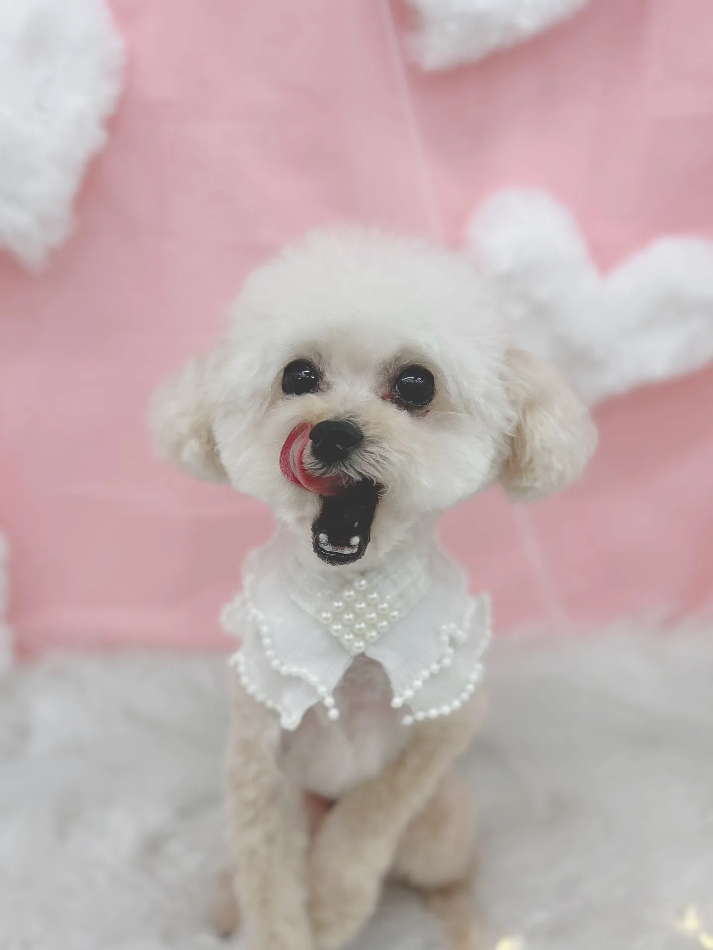 ୨୧ ∴トリミングサロン∴ ୨୧