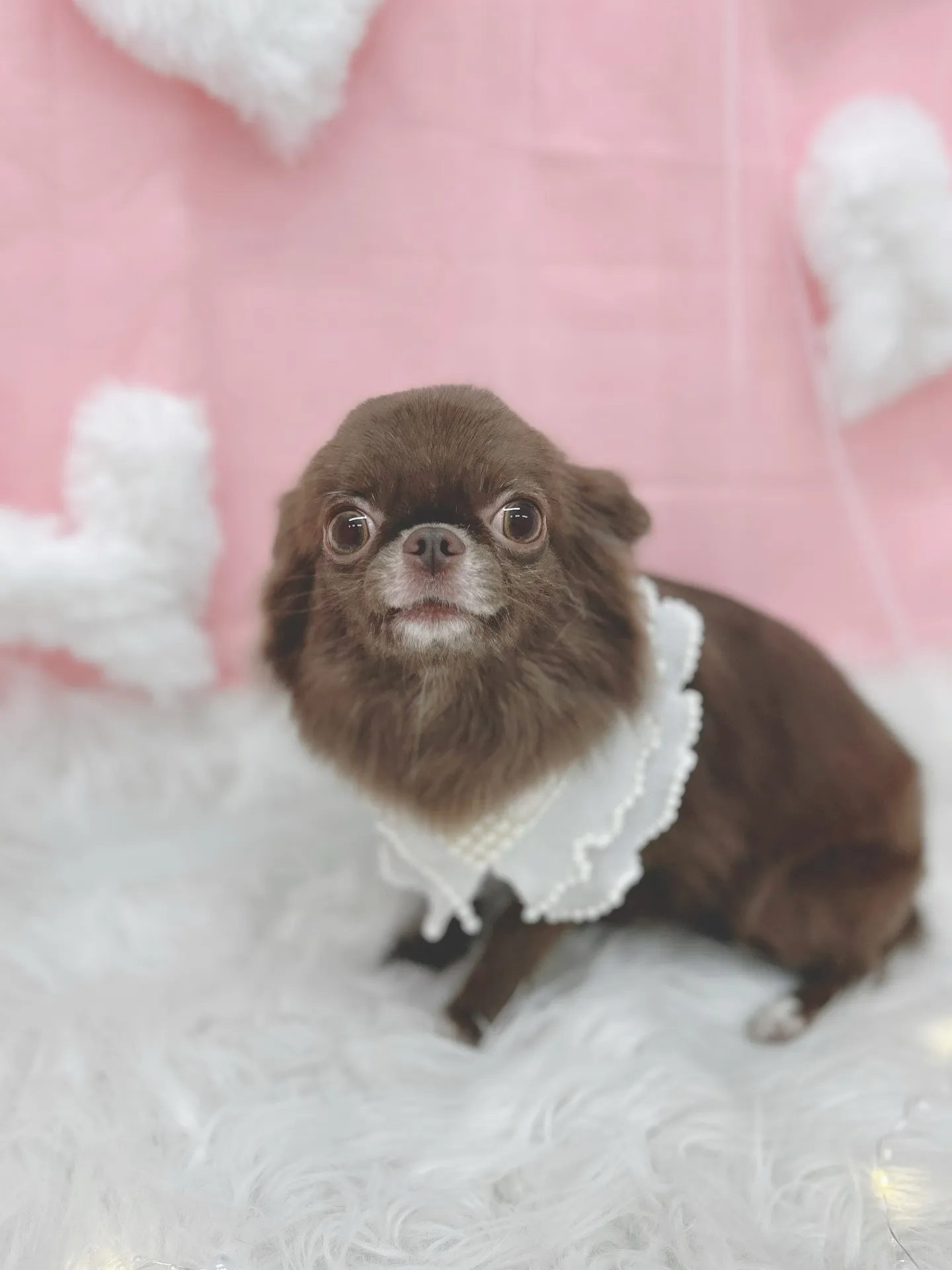 ୨୧ ∴トリミングサロン∴ ୨୧