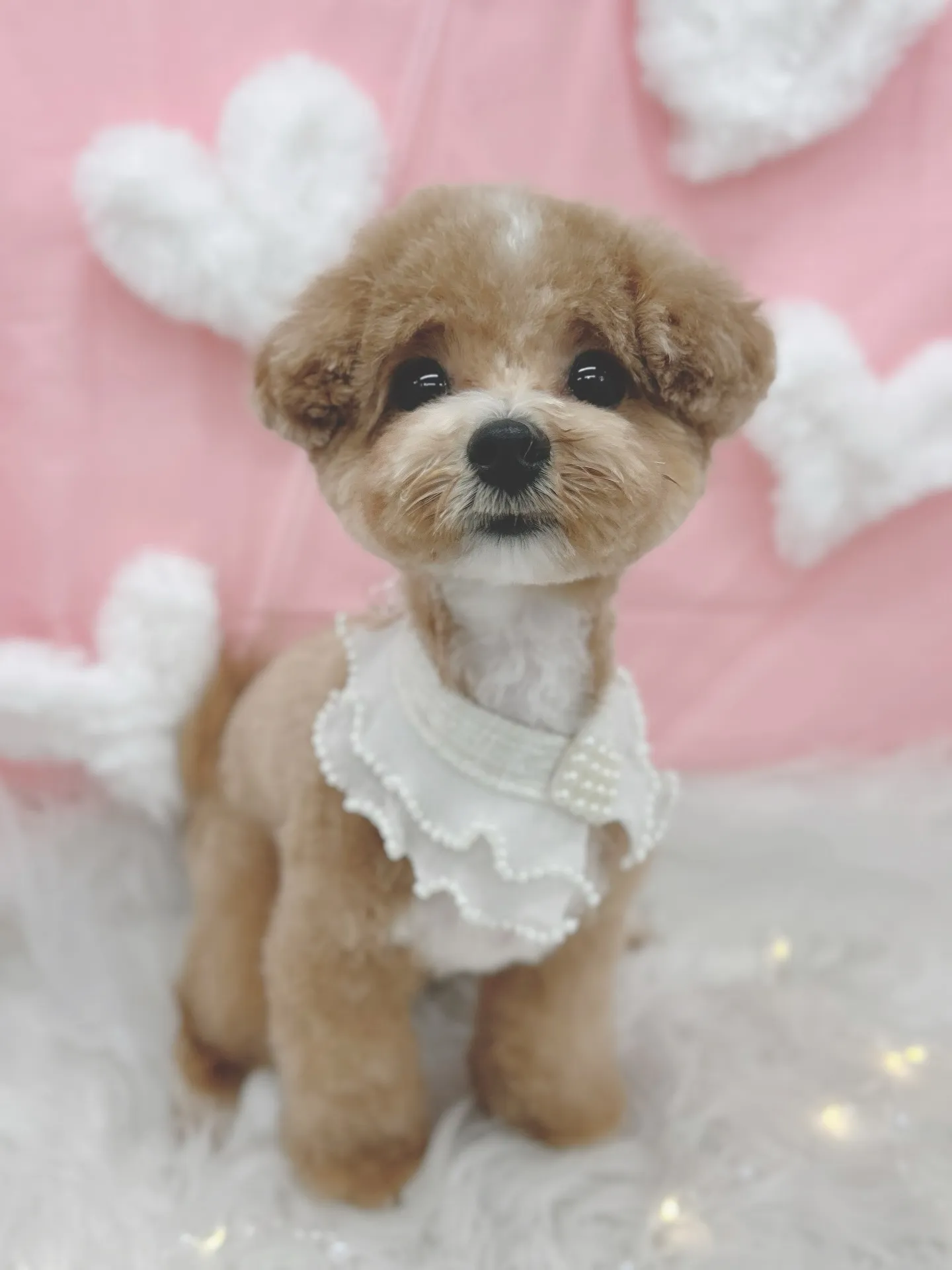 ୨୧ ∴トリミングサロン∴ ୨୧