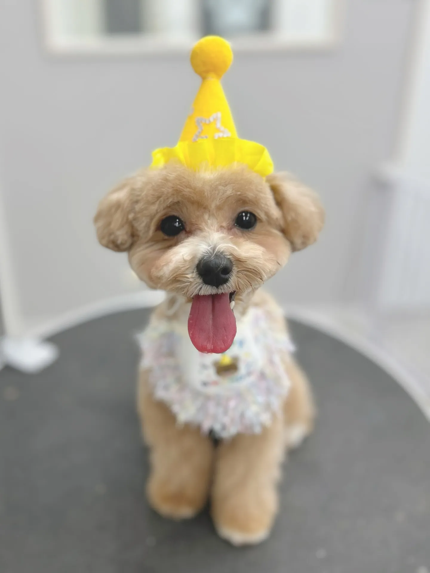 ୨୧ ∴トリミングサロン∴ ୨୧