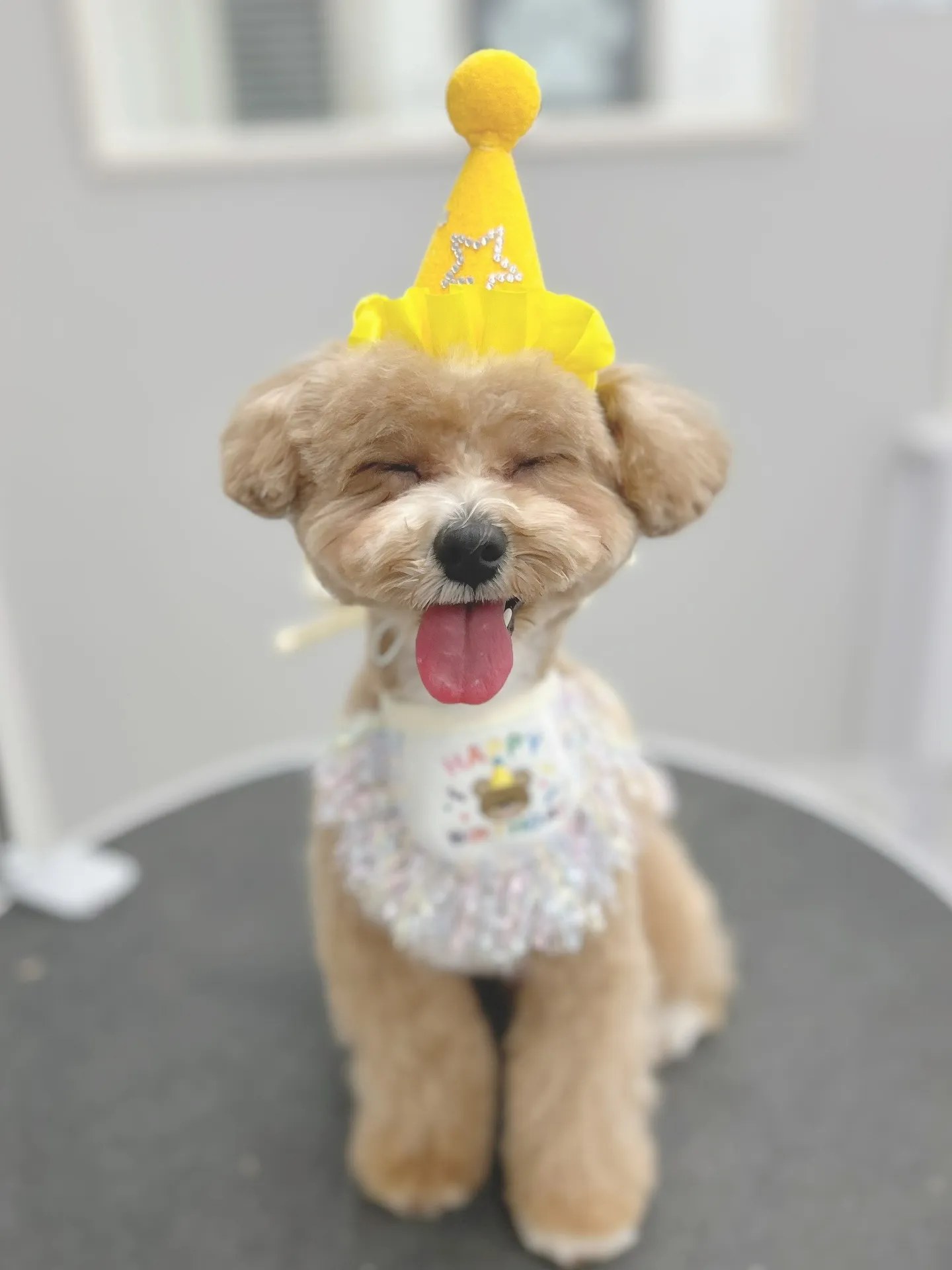 ୨୧ ∴トリミングサロン∴ ୨୧