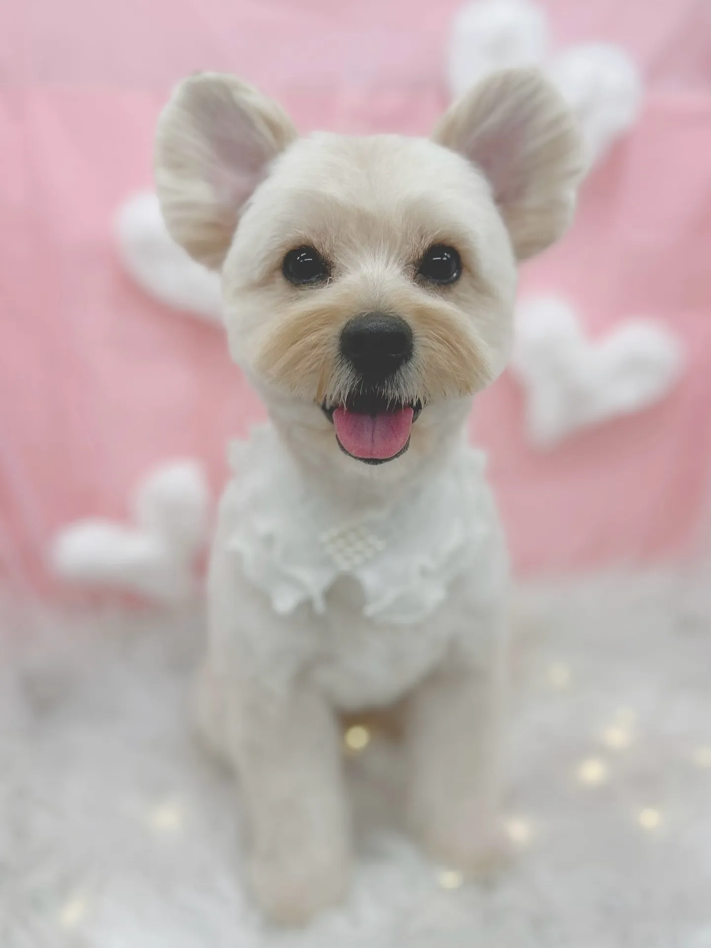 ୨୧ ∴トリミングサロン∴ ୨୧