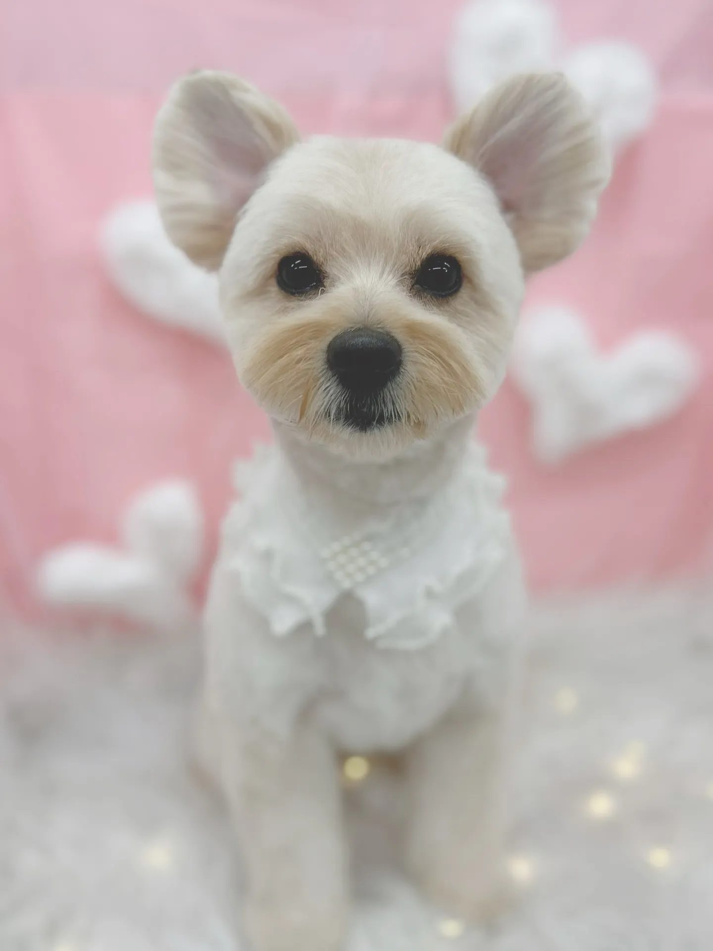 ୨୧ ∴トリミングサロン∴ ୨୧