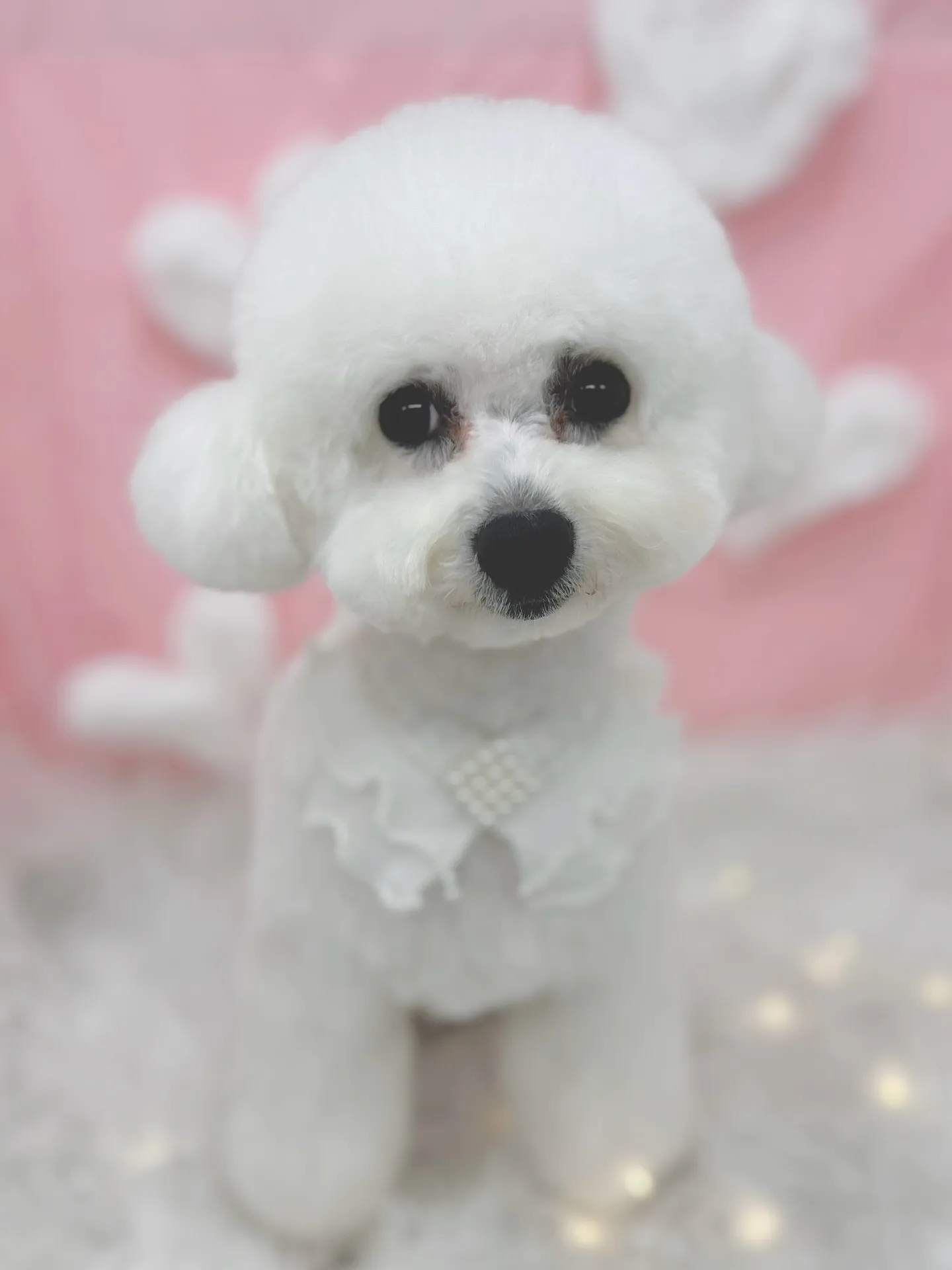 ୨୧ ∴トリミングサロン∴ ୨୧