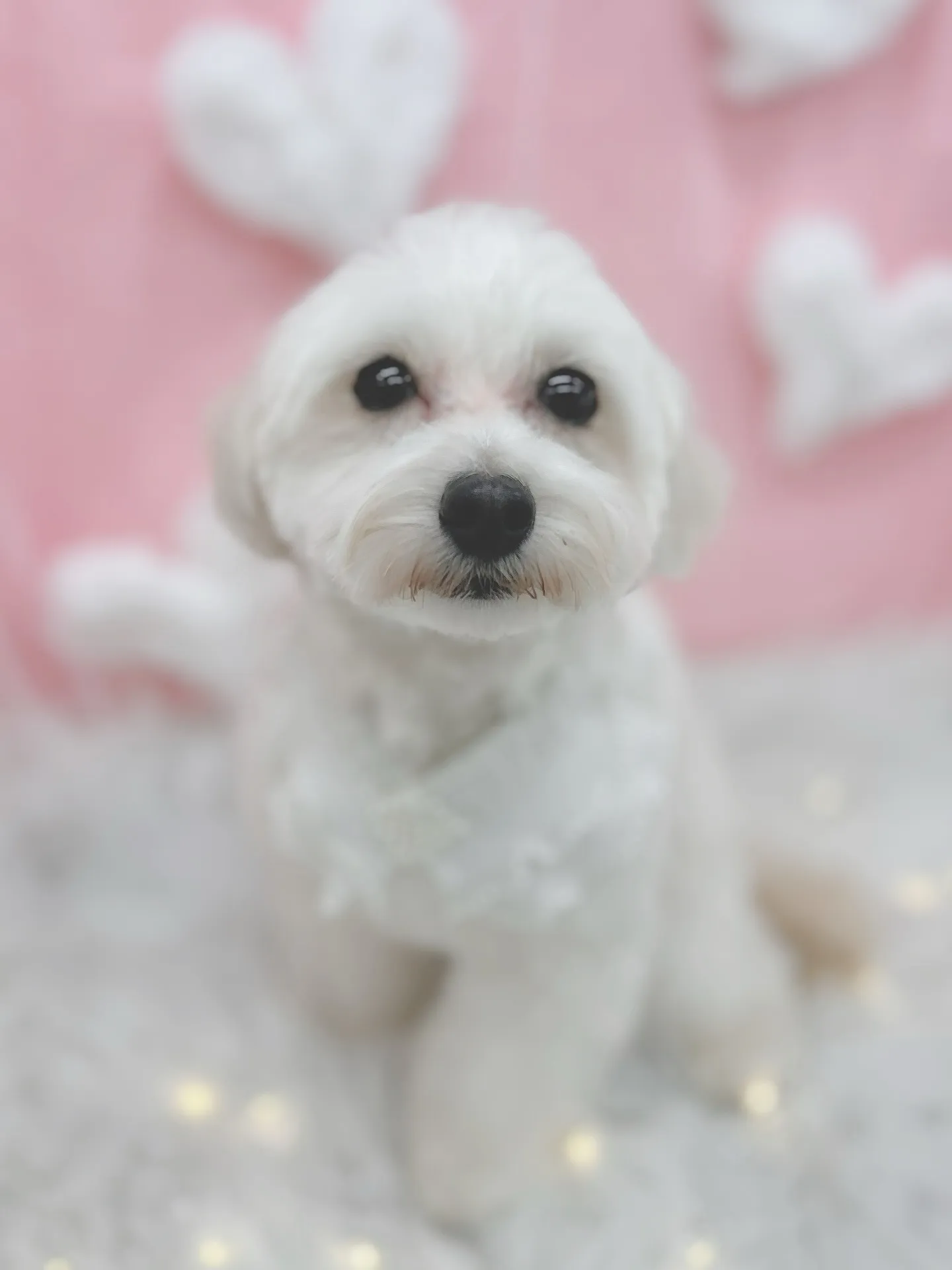 ୨୧ ∴トリミングサロン∴ ୨୧