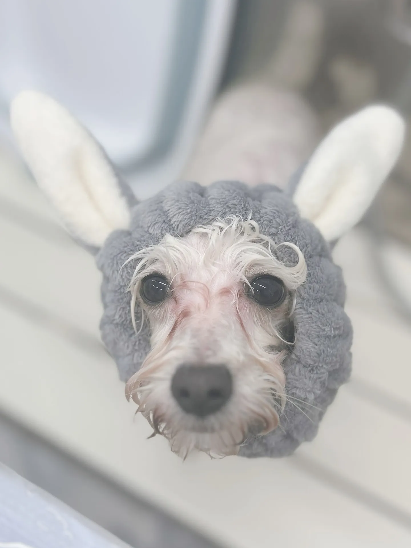 ୨୧ ∴トリミングサロン∴ ୨୧