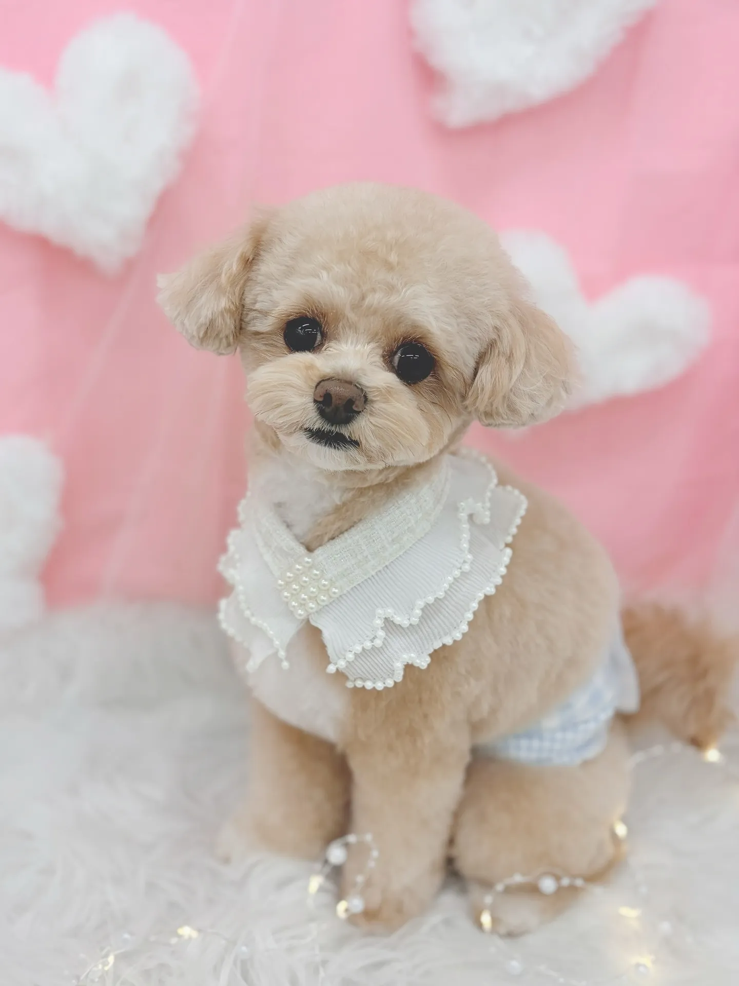 ୨୧ ∴トリミングサロン∴ ୨୧