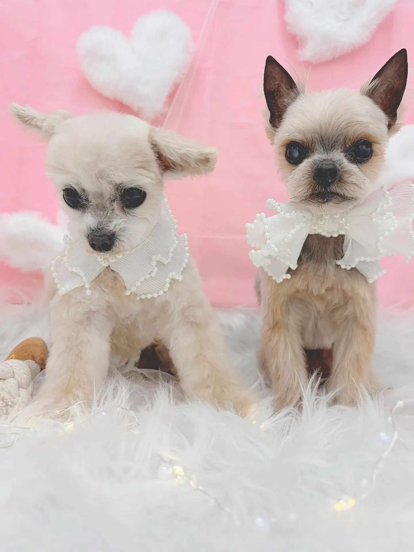 ୨୧ ∴トリミングサロン∴ ୨୧