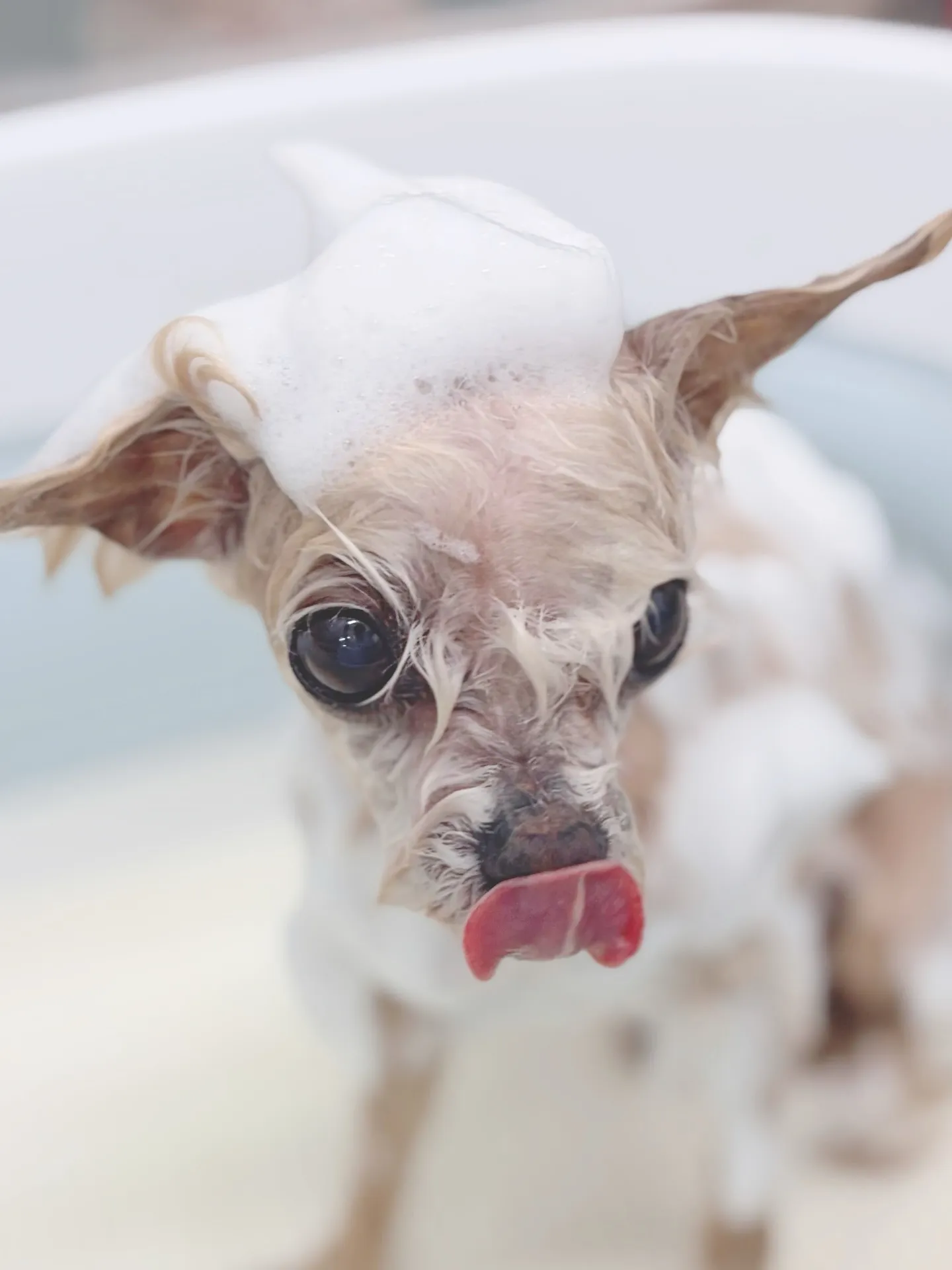 ୨୧ ∴トリミングサロン∴ ୨୧