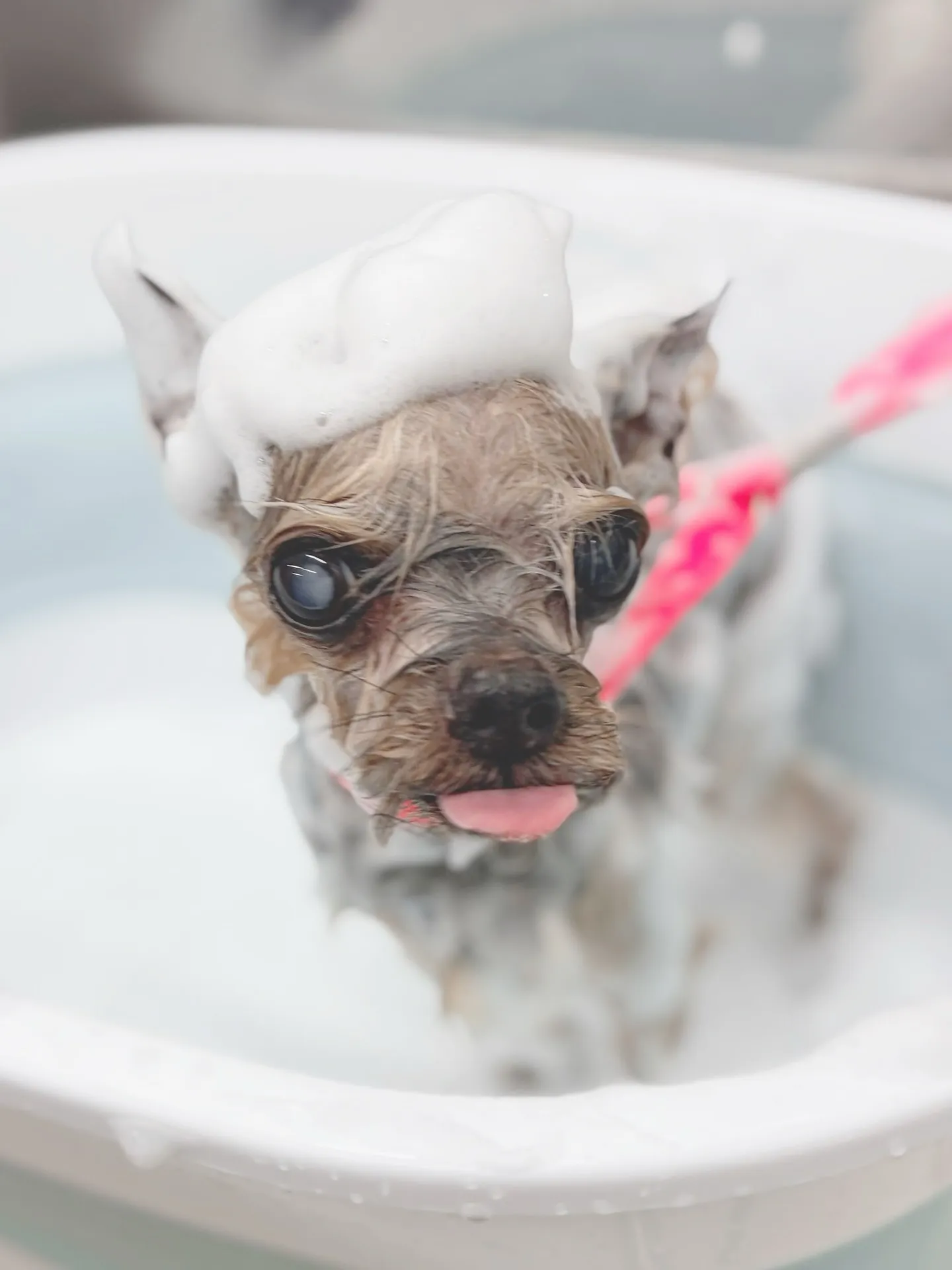 ୨୧ ∴トリミングサロン∴ ୨୧