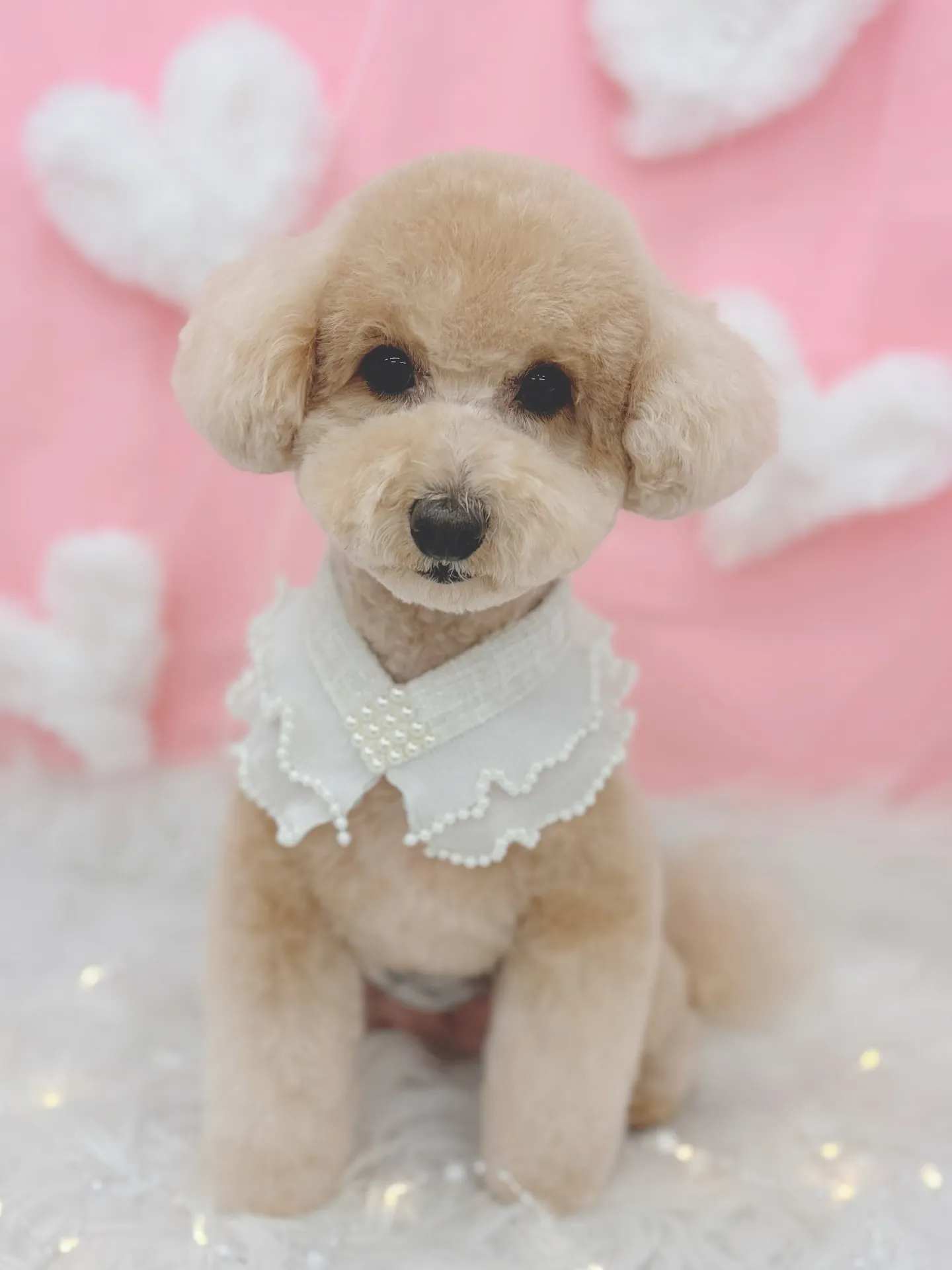 ୨୧ ∴トリミングサロン∴ ୨୧