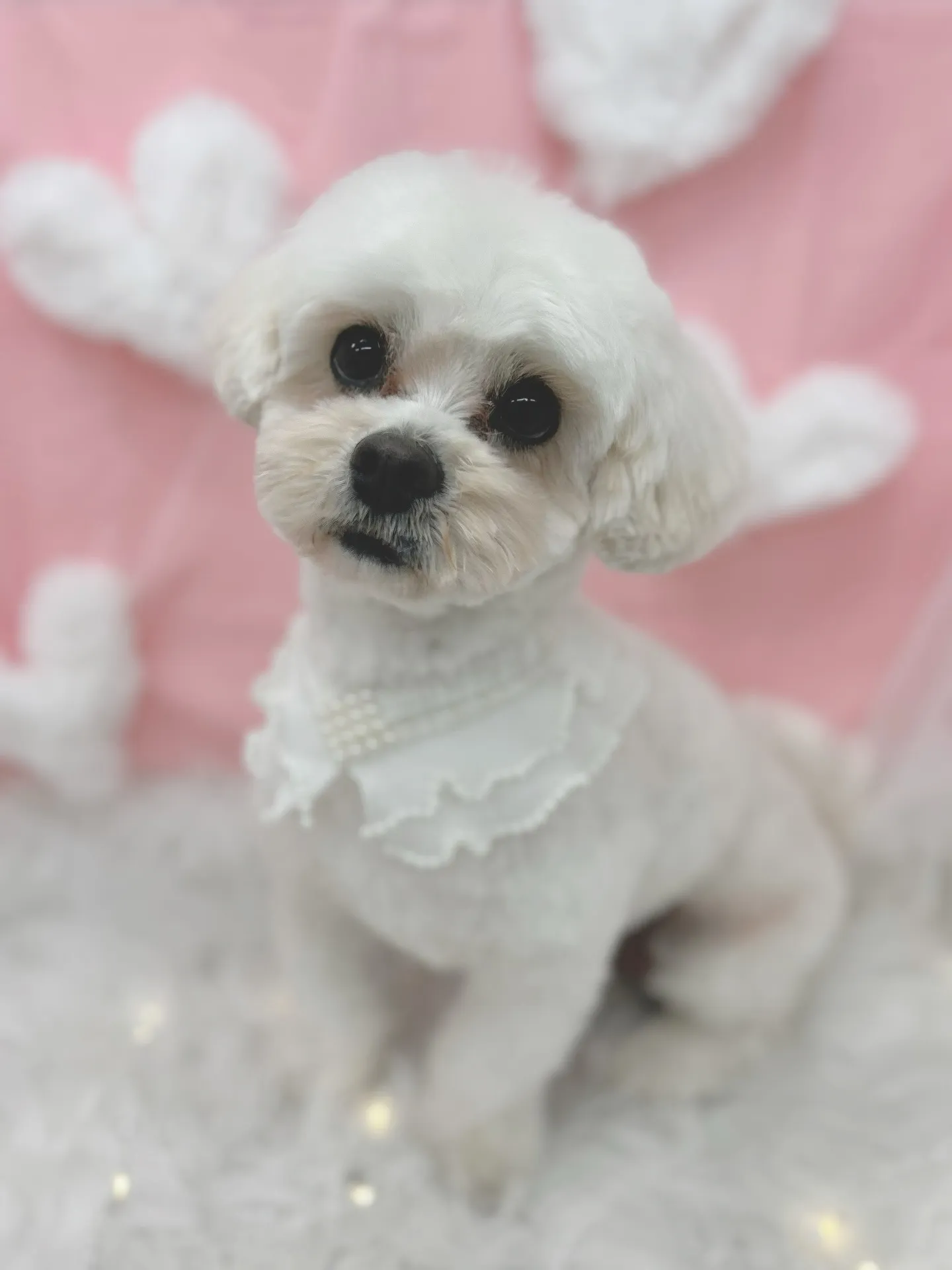 ୨୧ ∴トリミングサロン∴ ୨୧