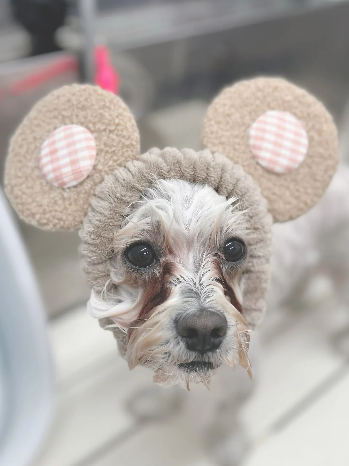 ୨୧ ∴トリミングサロン∴ ୨୧