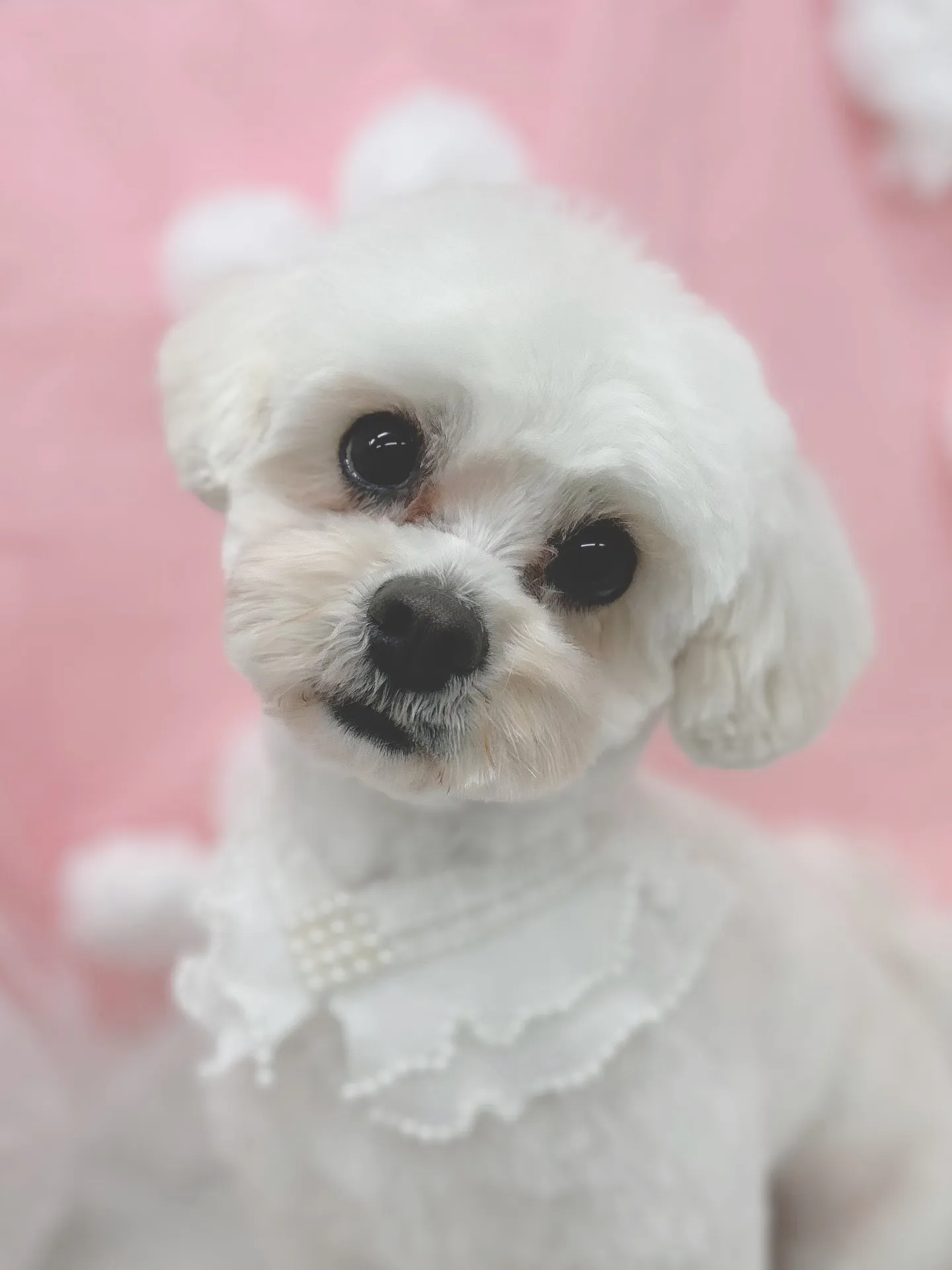 ୨୧ ∴トリミングサロン∴ ୨୧