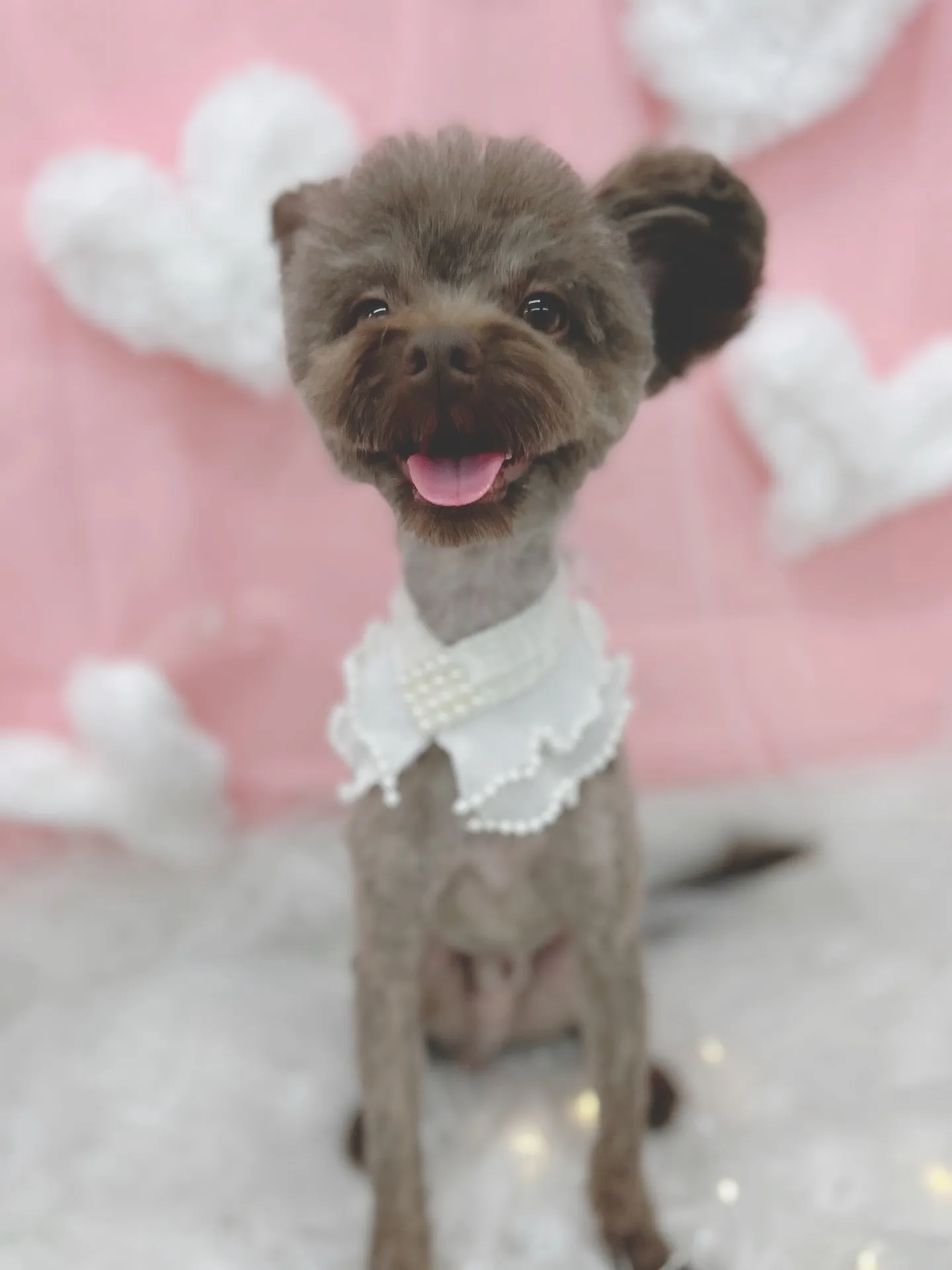 ୨୧ ∴トリミングサロン∴ ୨୧