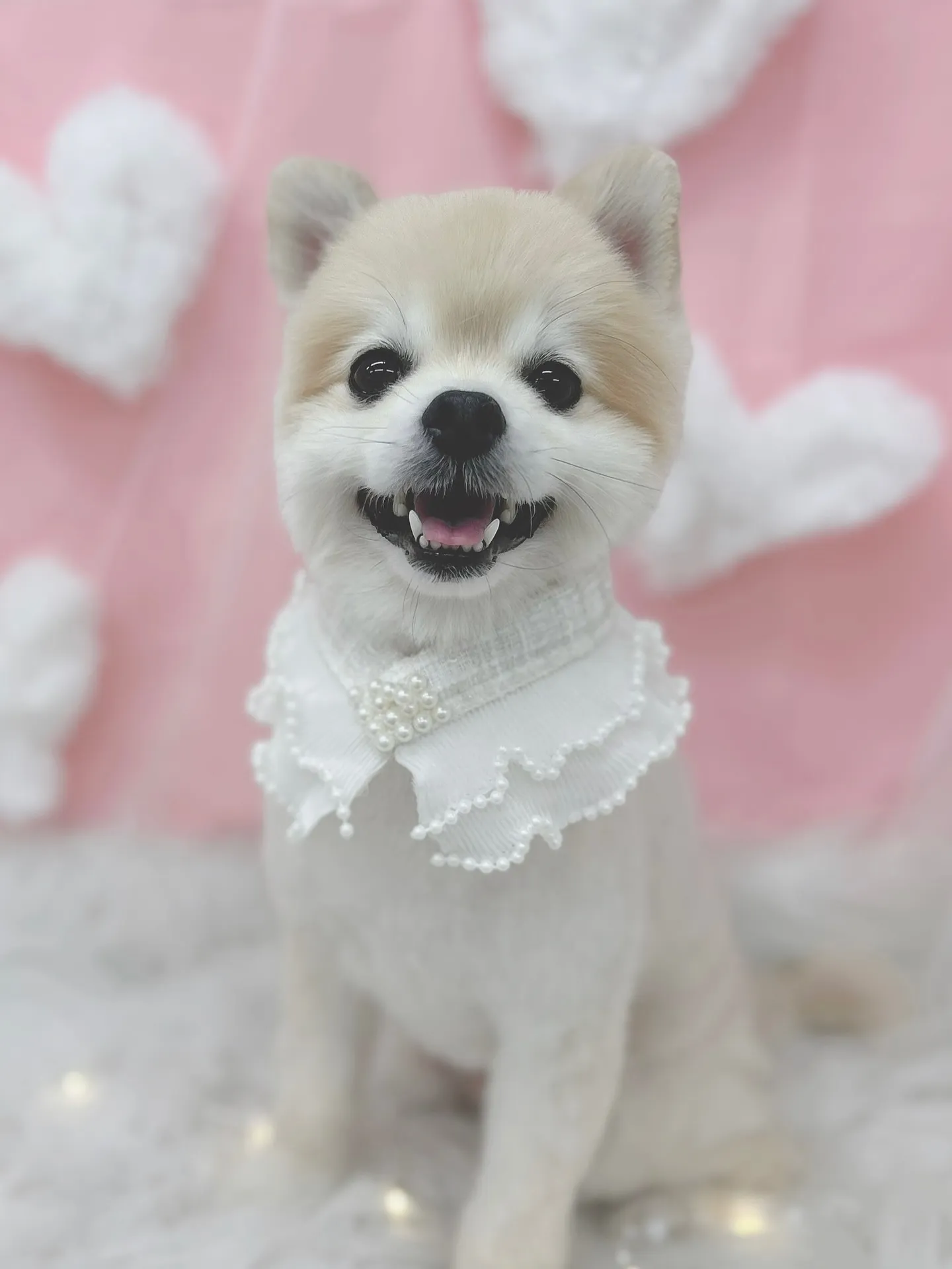 ୨୧ ∴トリミングサロン∴ ୨୧