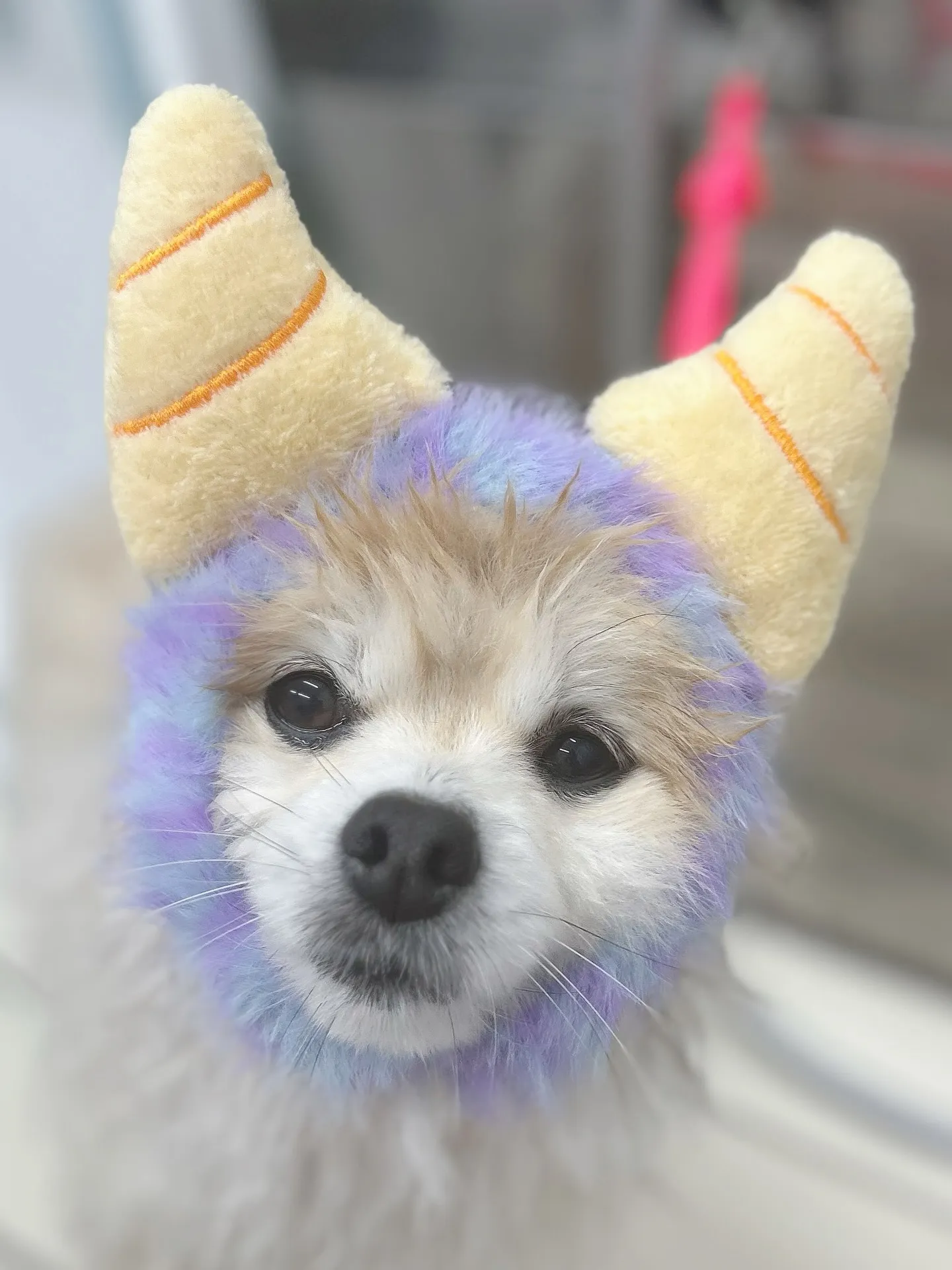 ୨୧ ∴トリミングサロン∴ ୨୧