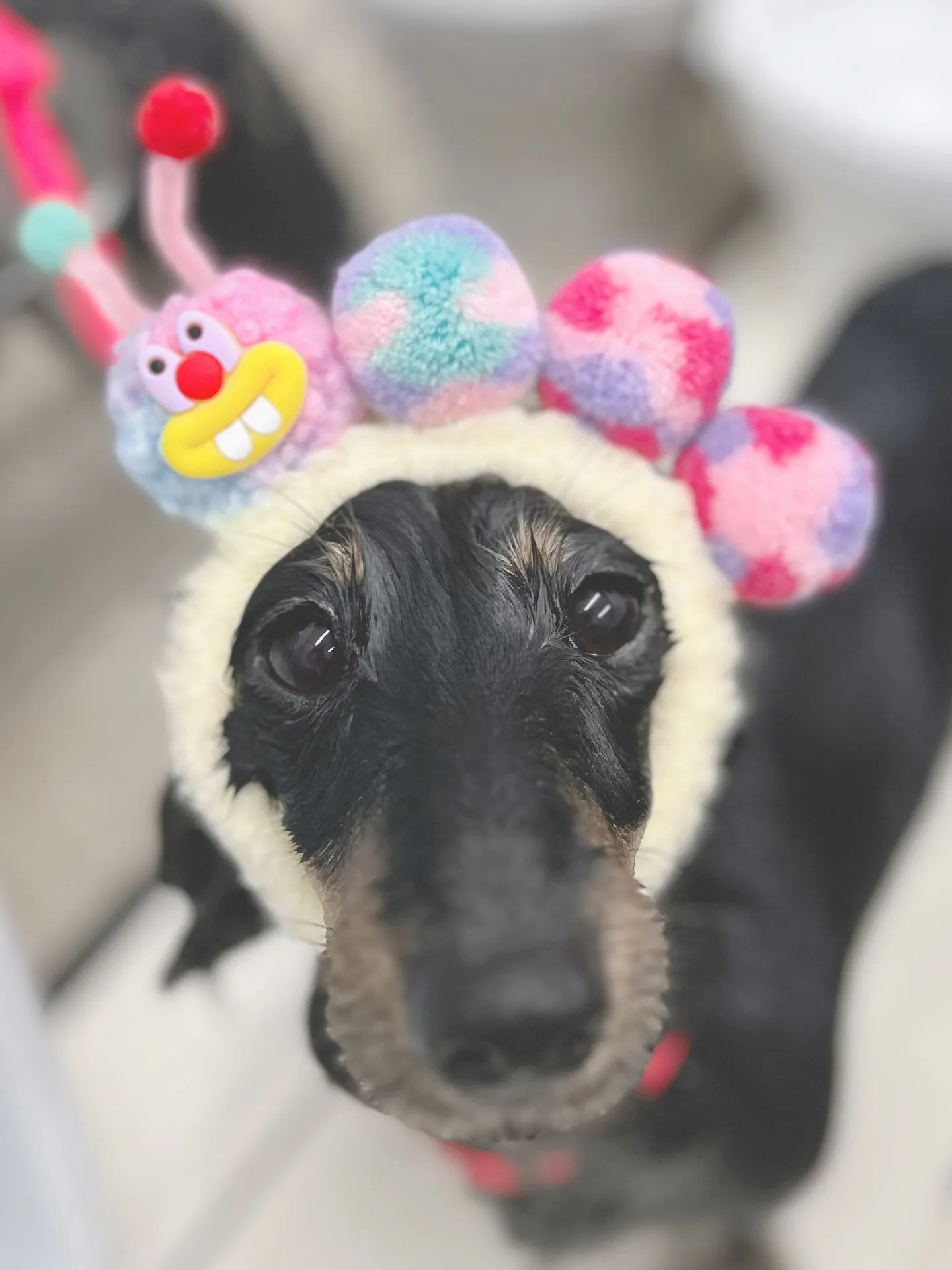 ୨୧ ∴トリミングサロン∴ ୨୧