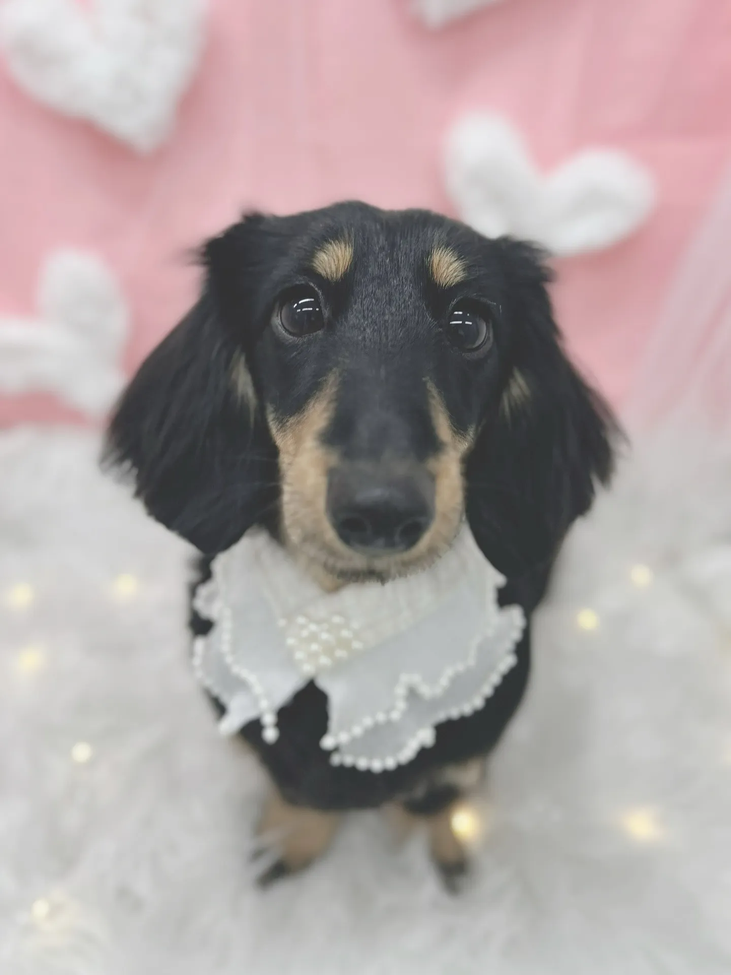 ୨୧ ∴トリミングサロン∴ ୨୧