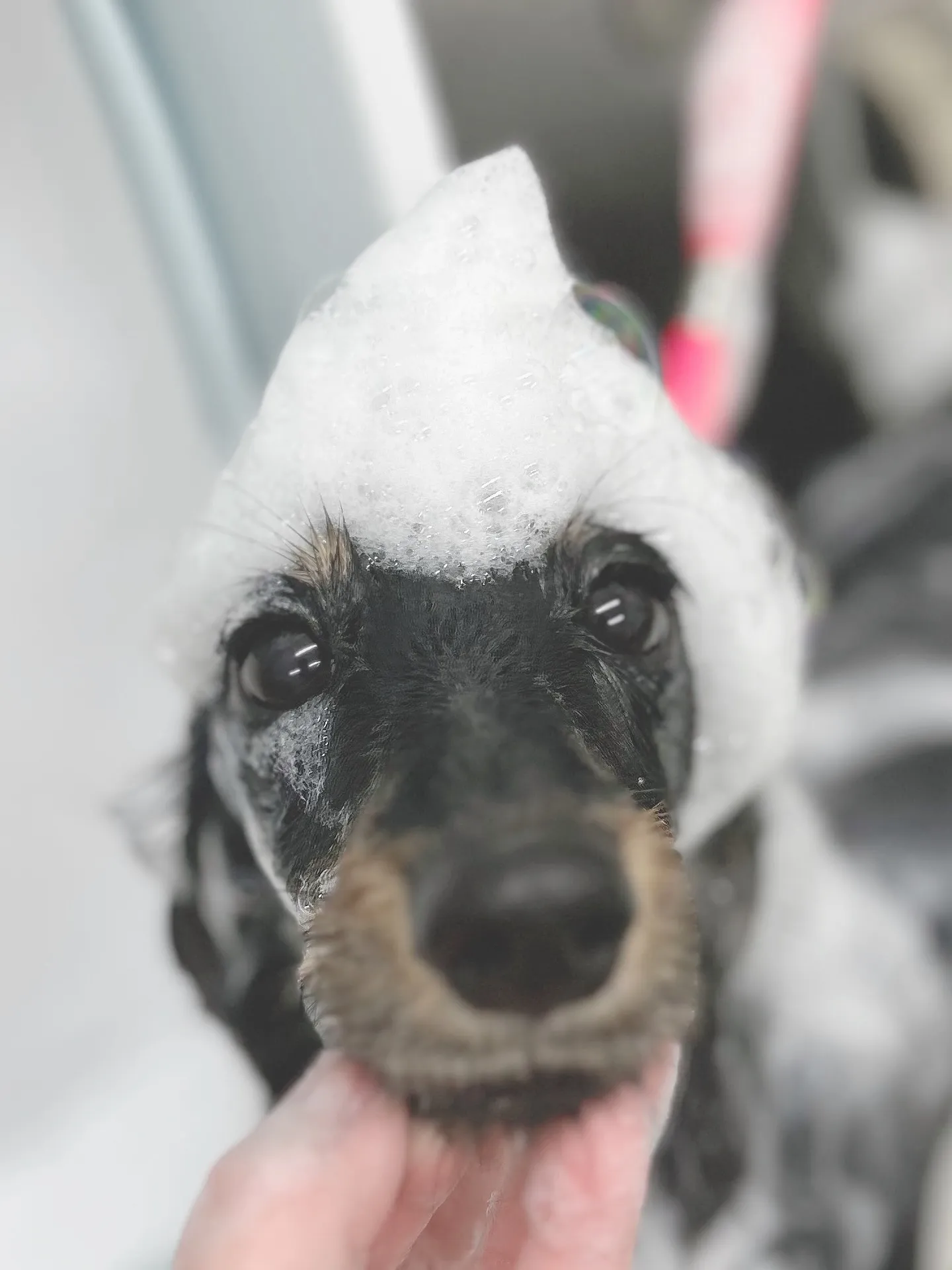 ୨୧ ∴トリミングサロン∴ ୨୧