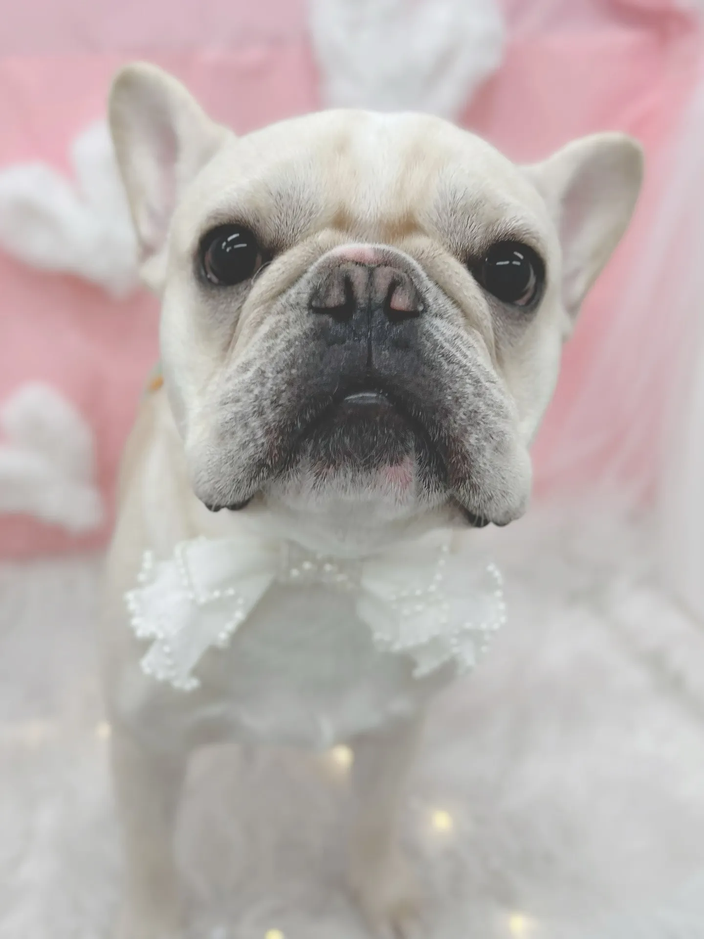 ୨୧ ∴トリミングサロン∴ ୨୧