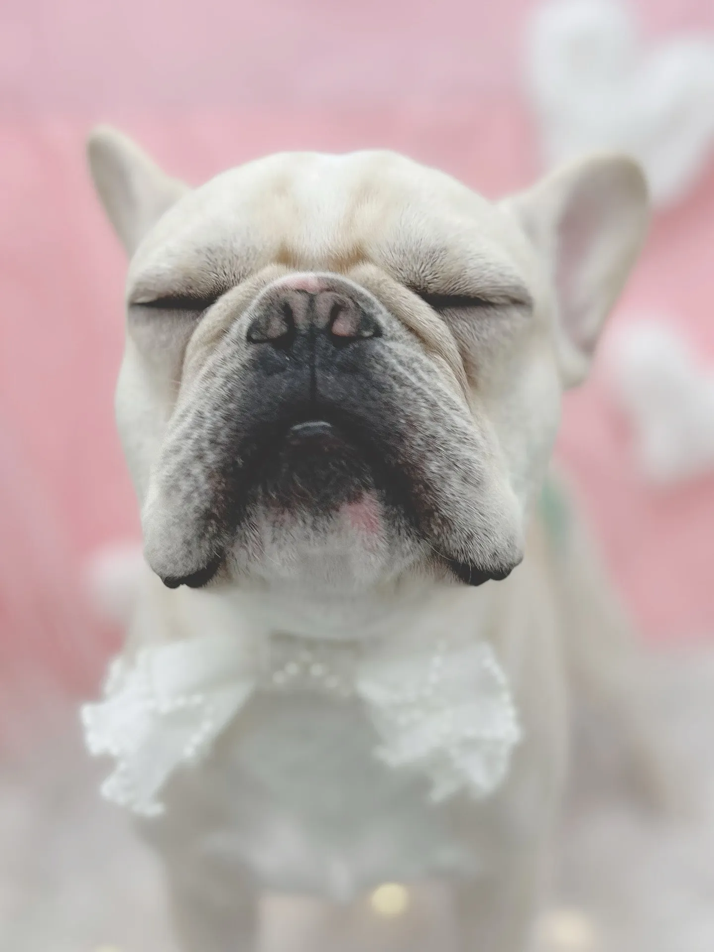 ୨୧ ∴トリミングサロン∴ ୨୧