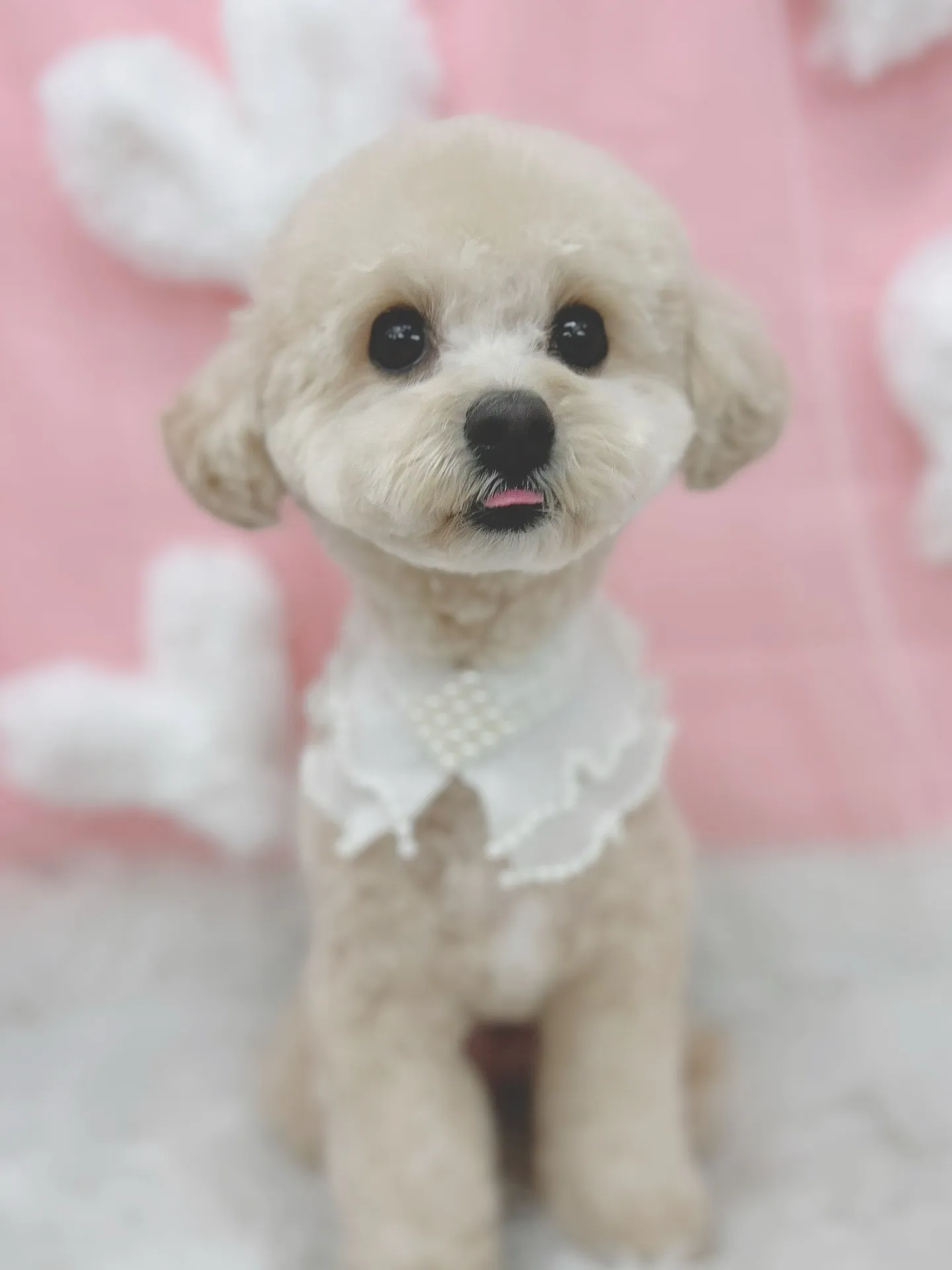 ୨୧ ∴トリミングサロン∴ ୨୧