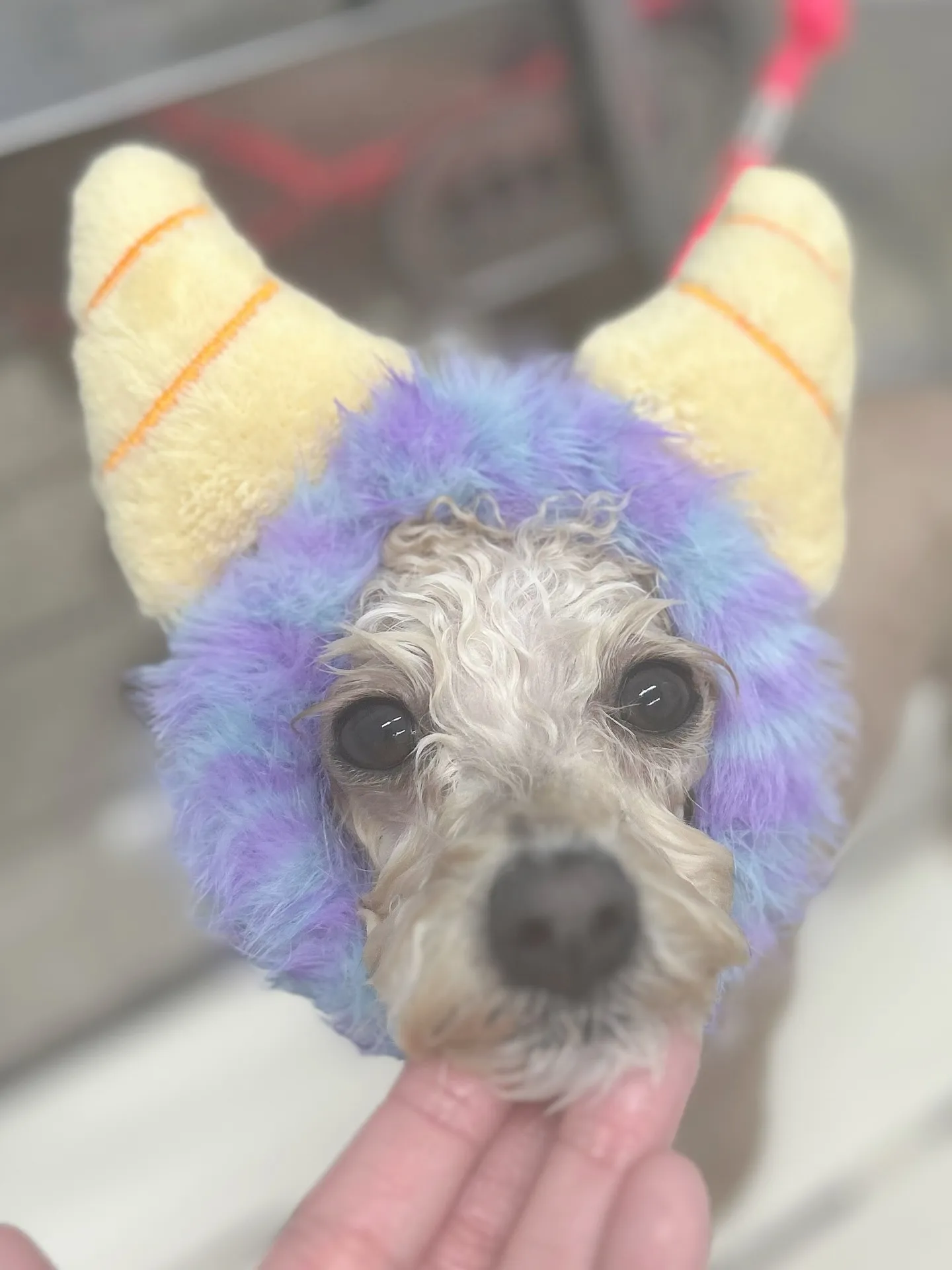 ୨୧ ∴トリミングサロン∴ ୨୧